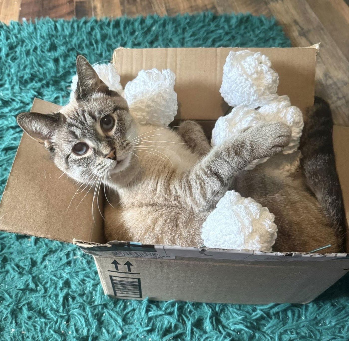 LYCHEE (In Foster), Adoptable, Adult Female Siamese.