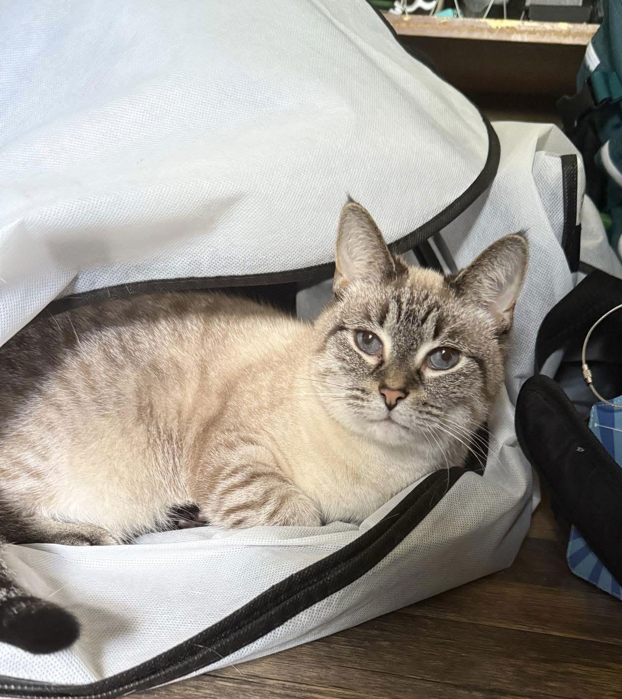 Enlarge LYCHEE (In Foster), a Adoptable Siamese in Sanford, NC image 3/3