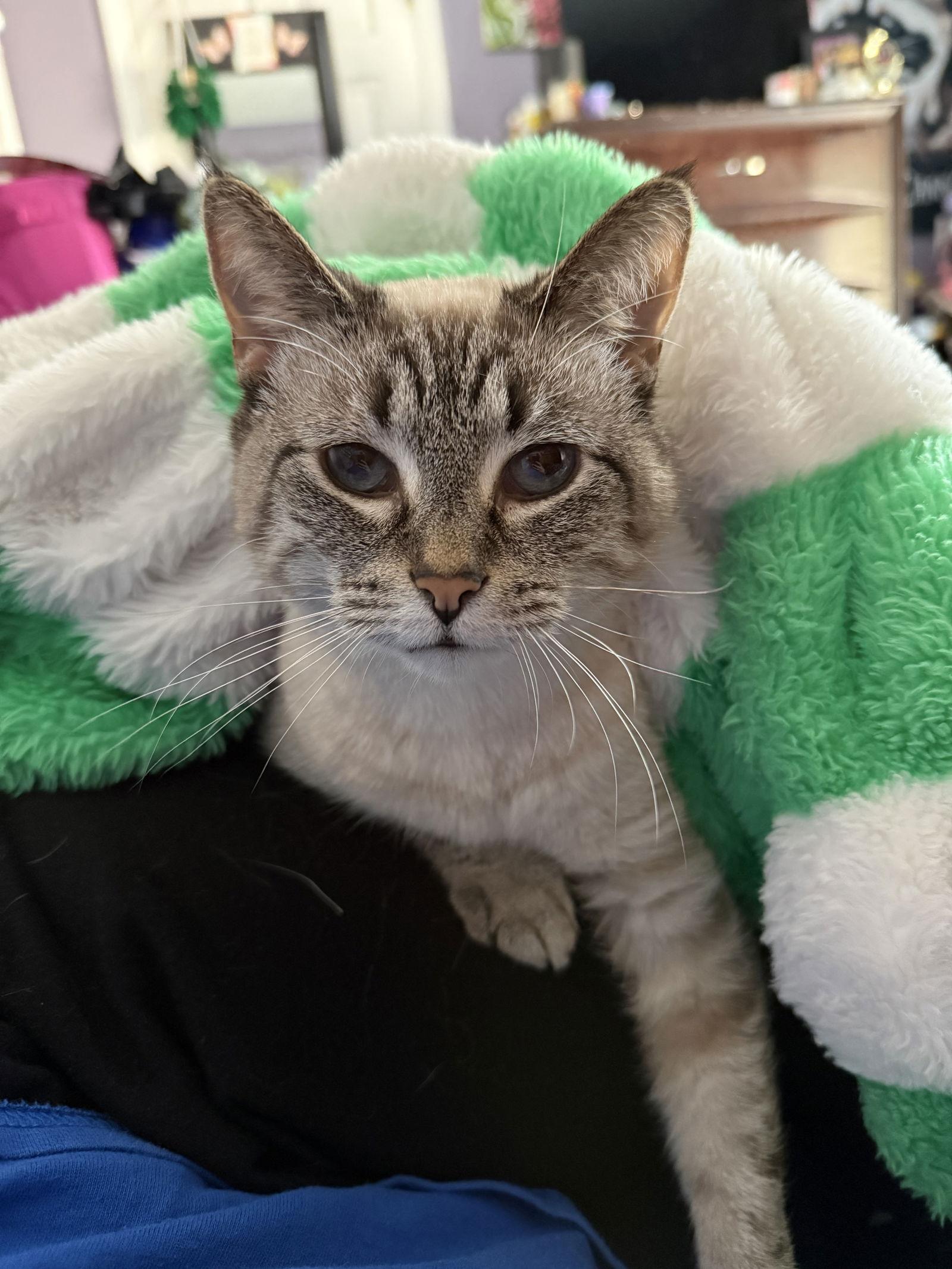 Enlarge LYCHEE (In Foster), a Adoptable Siamese in Sanford, NC image 3/3