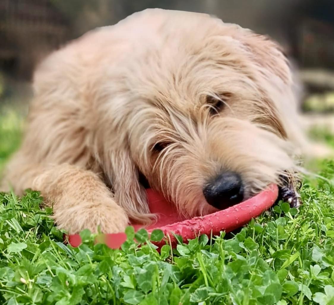 Koda, an adoptable Labradoodle in Ooltewah, TN, 37363 | Photo Image 4