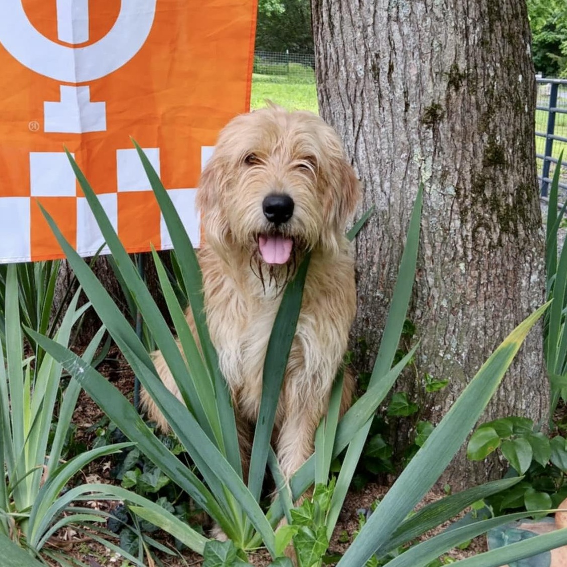 Koda, an adoptable Labradoodle in Ooltewah, TN, 37363 | Photo Image 2