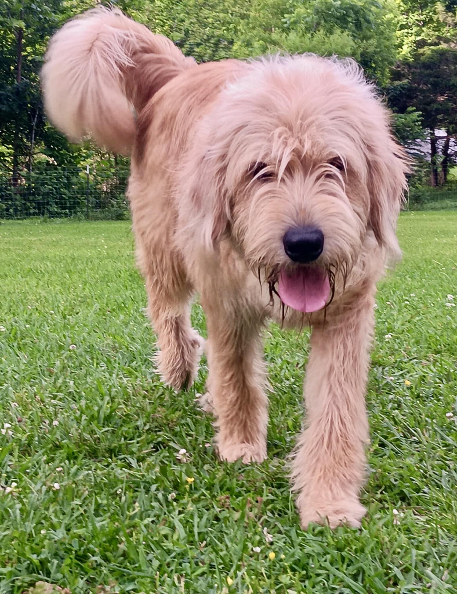 Koda, an adoptable Labradoodle in Ooltewah, TN, 37363 | Photo Image 3