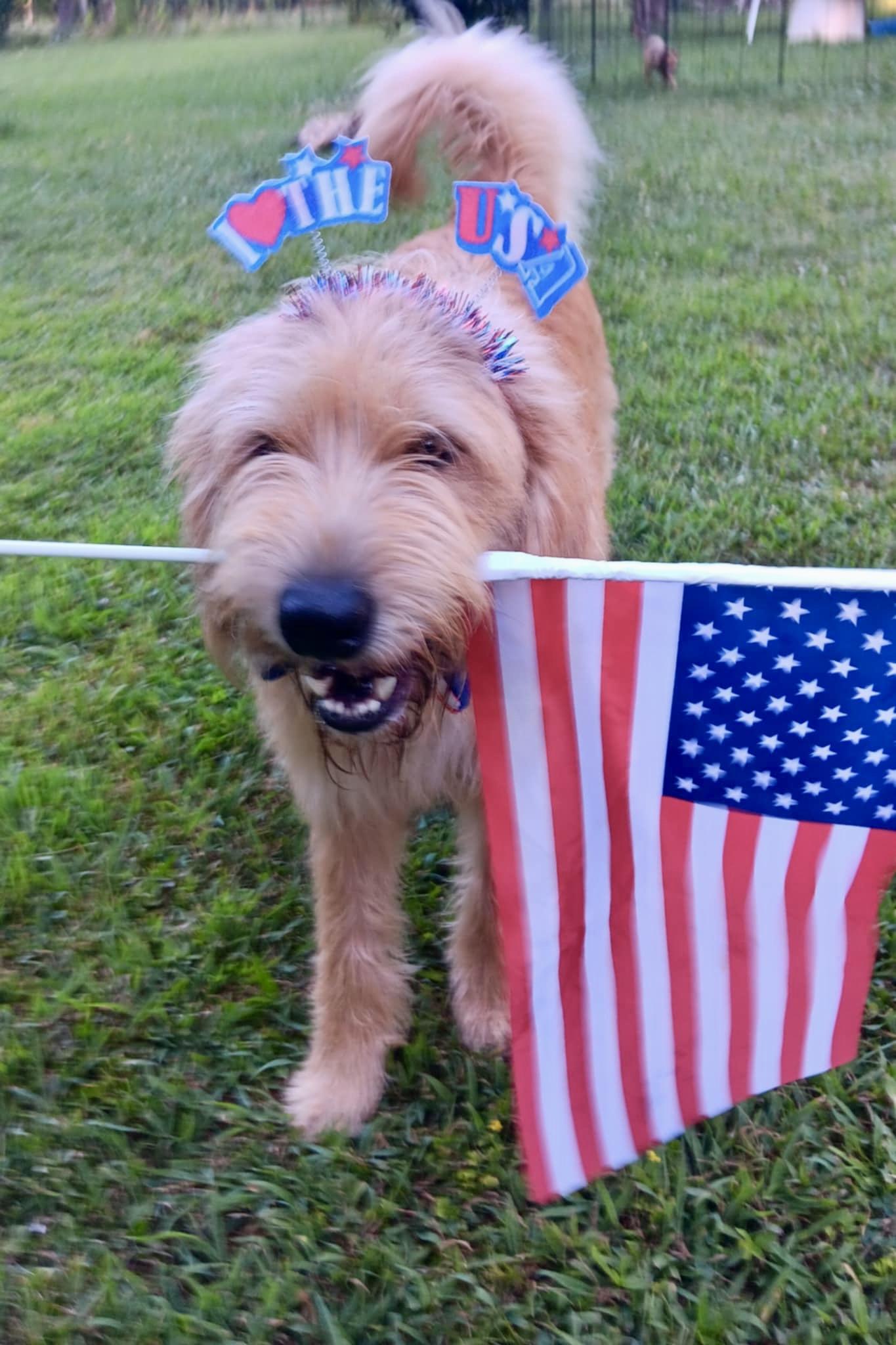 Koda, an adoptable Labradoodle in Ooltewah, TN, 37363 | Photo Image 1