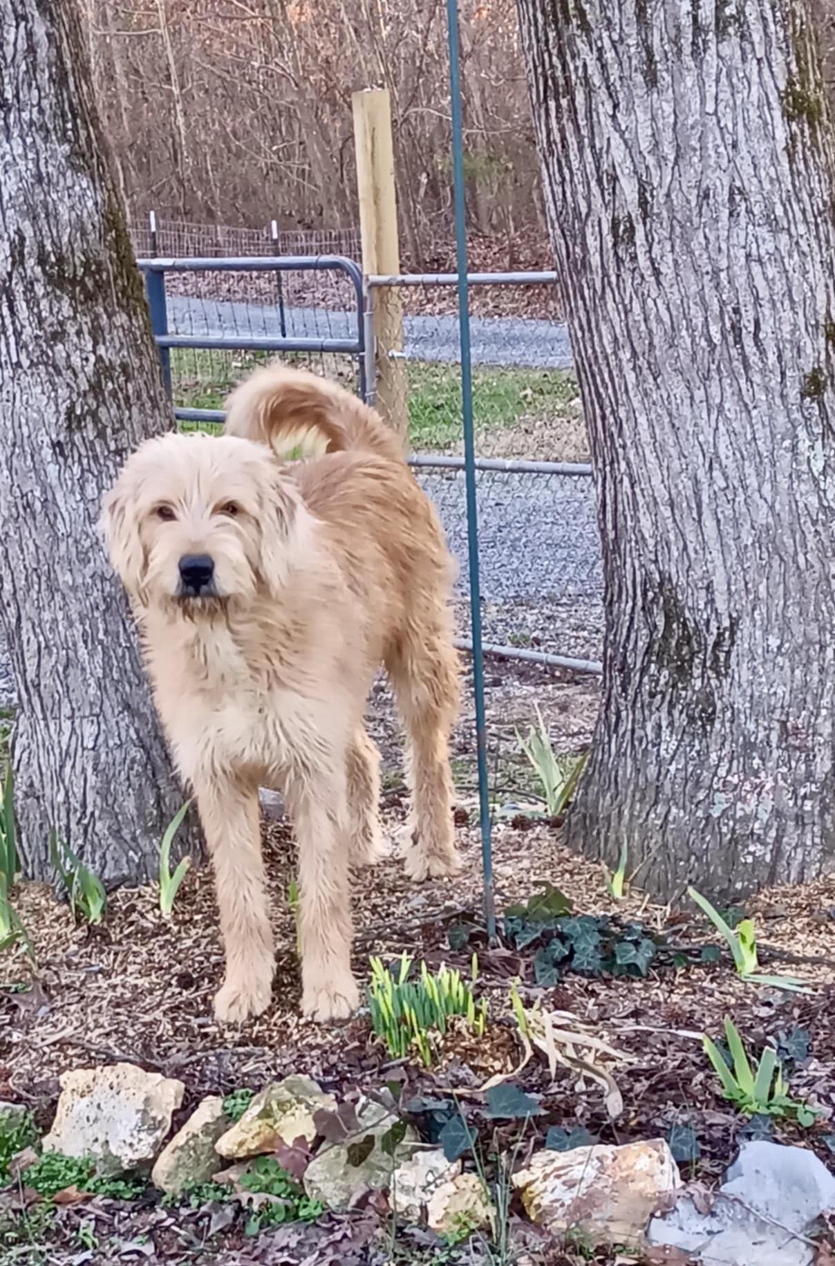 Koda