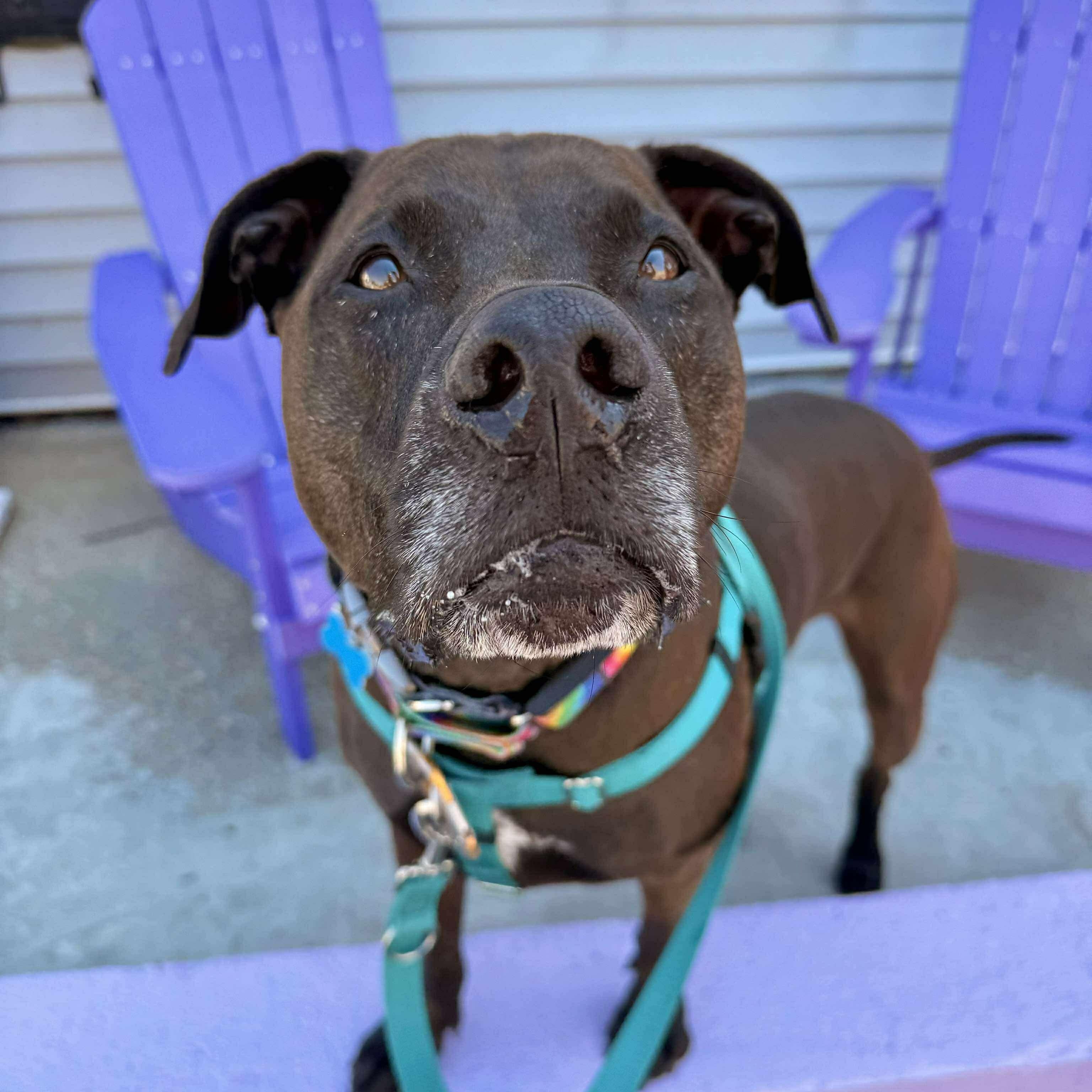 Angel, Adoptable, Adult Female Pit Bull Terrier & Black Labrador Retriever.