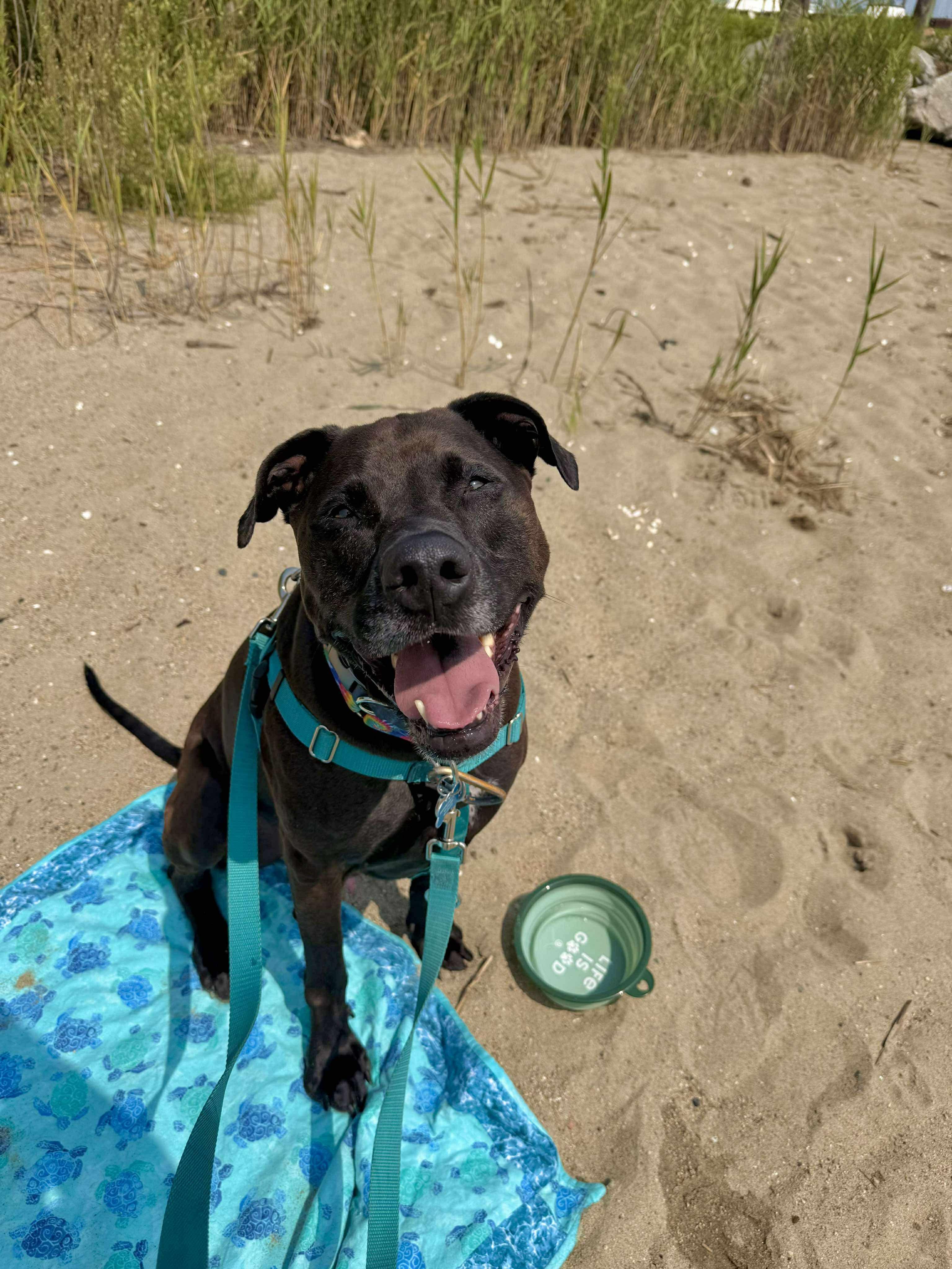 Enlarge Angel, a Adoptable mixed breed in Cranston, RI image 5/6