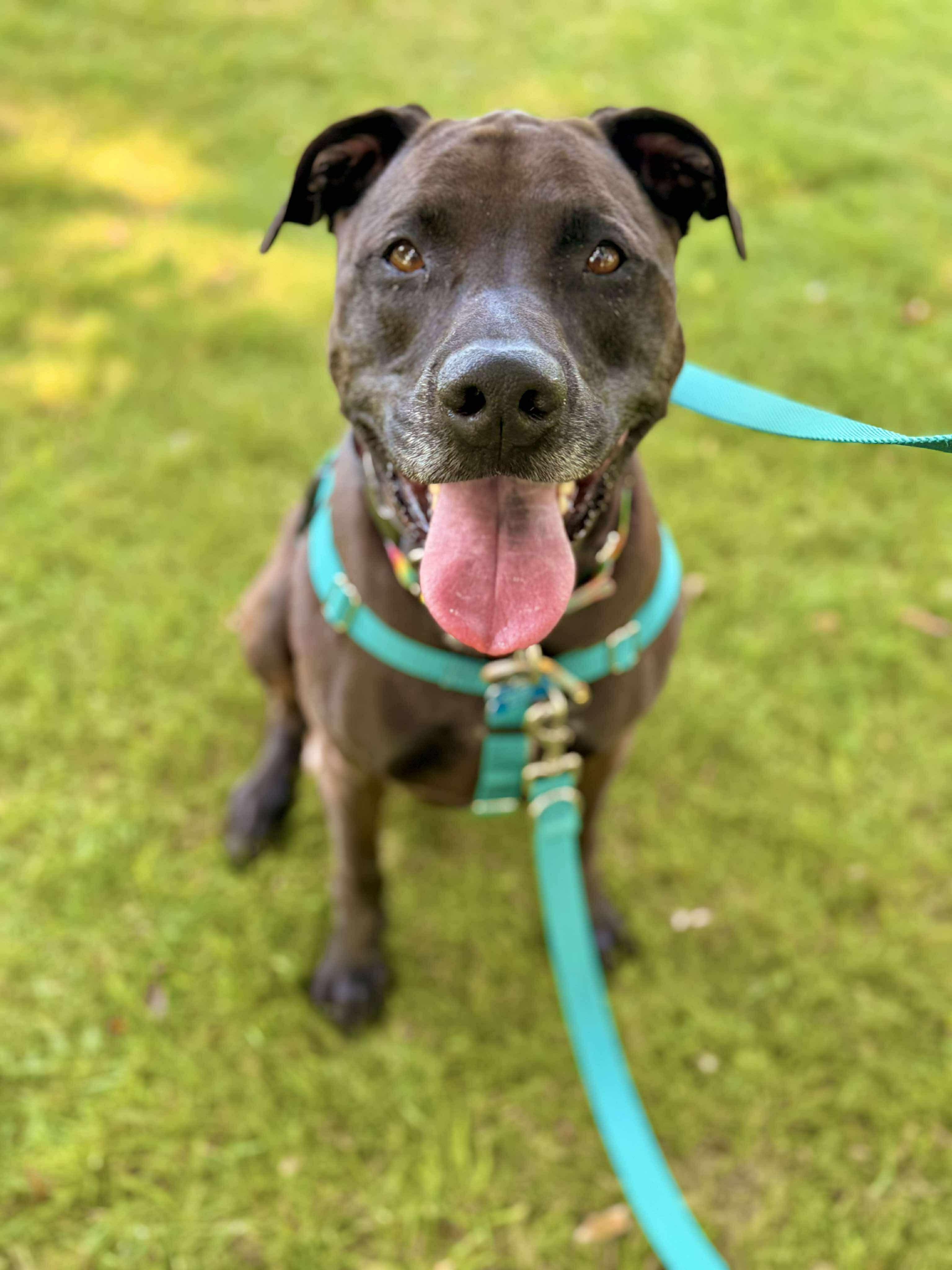 Enlarge Angel, a Adoptable mixed breed in Cranston, RI image 6/6