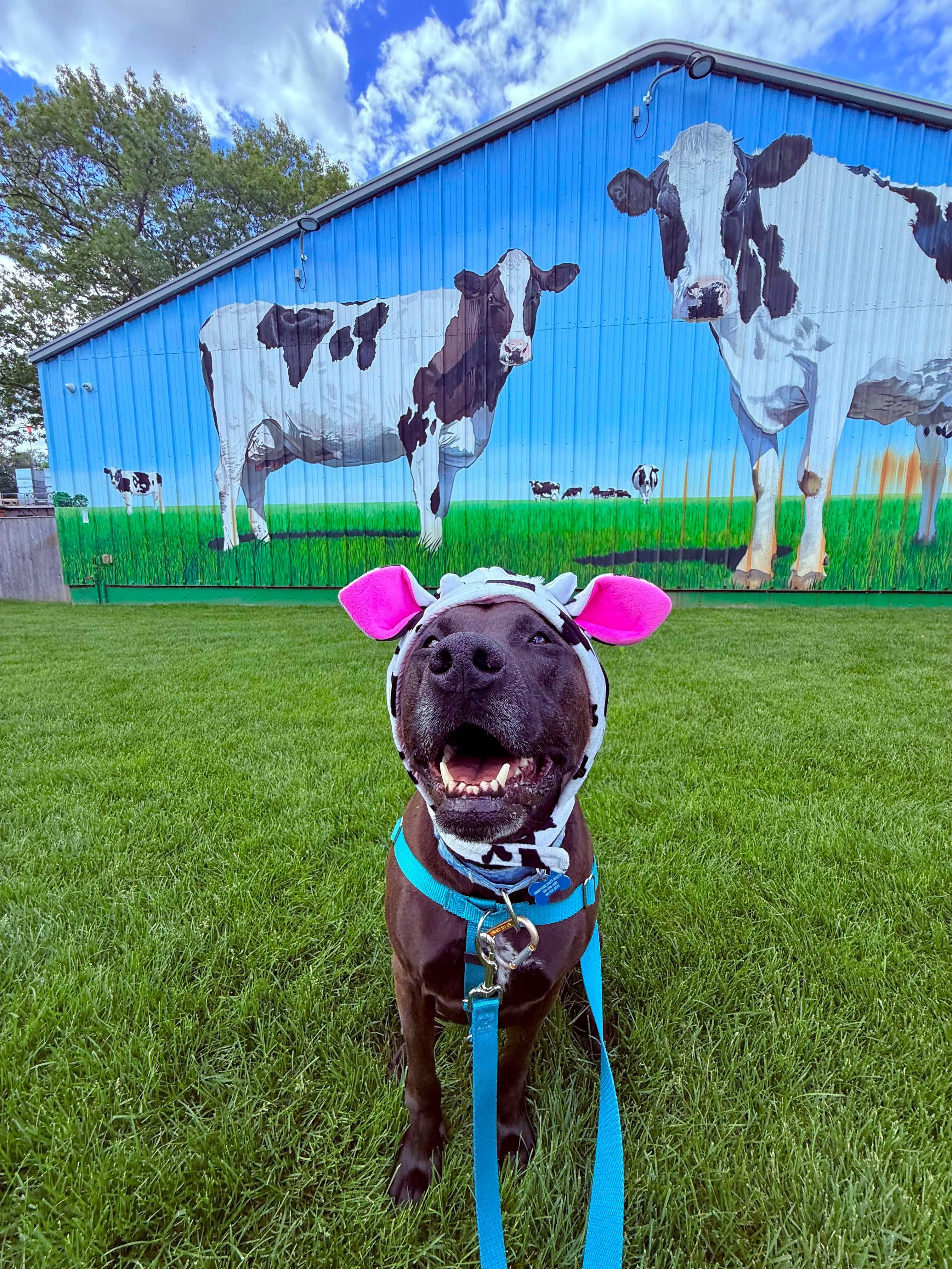 Enlarge Angel, a Adoptable mixed breed in Cranston, RI image 3/6
