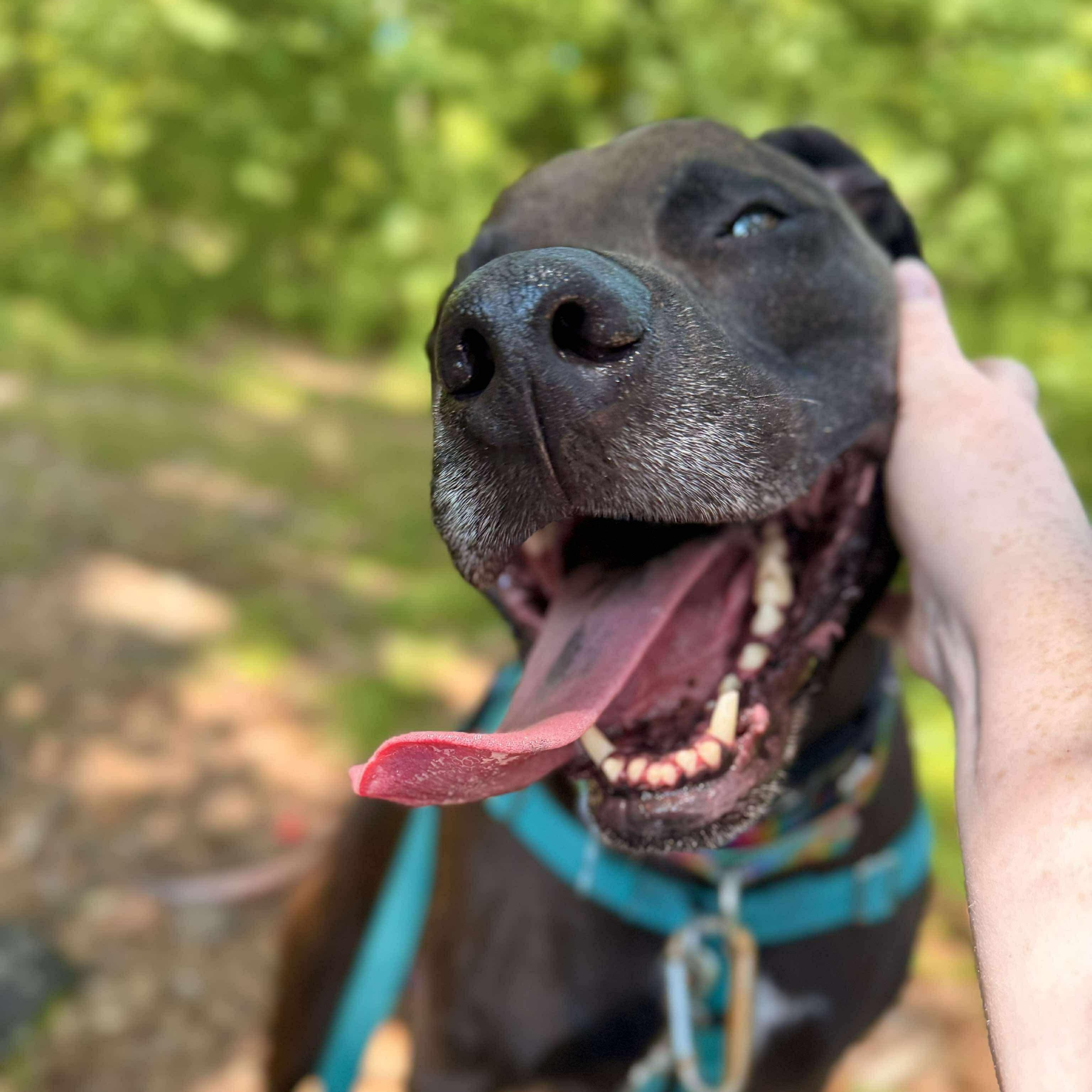 Enlarge Angel, a Adoptable mixed breed in Cranston, RI image 2/6