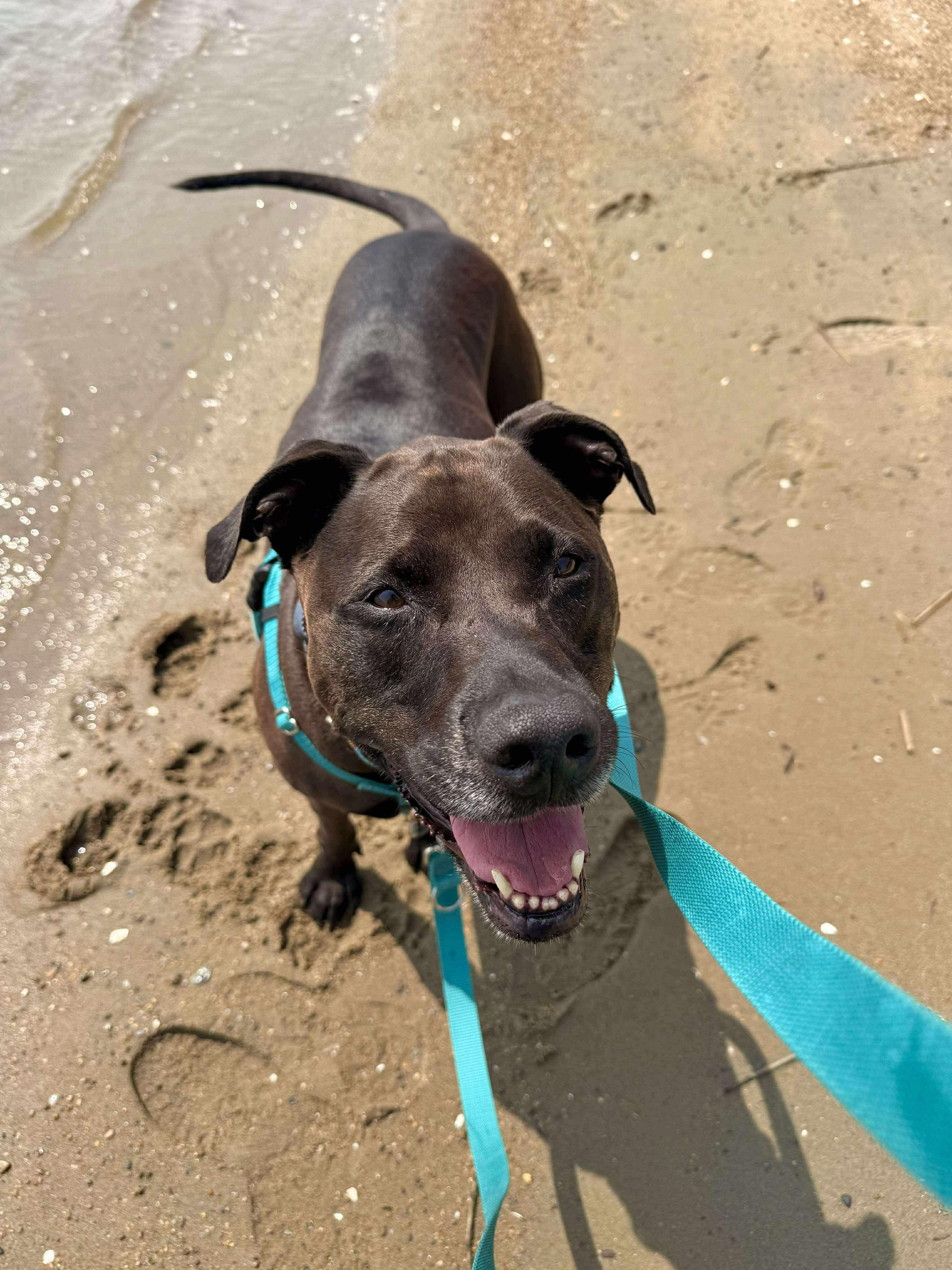 Enlarge Angel, a Adoptable mixed breed in Cranston, RI image 4/6