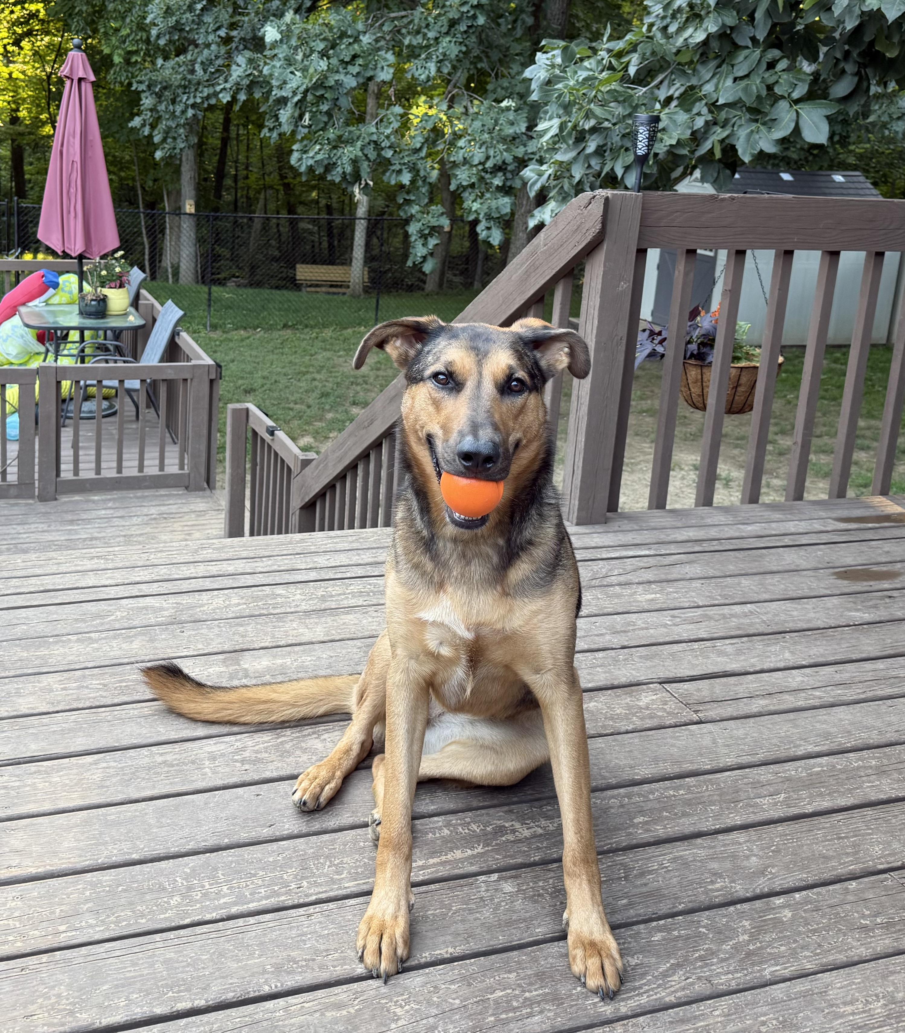 Lizzie, an adoptable German Shepherd Dog, Australian Shepherd in Peoria, IL, 61614 | Photo Image 2