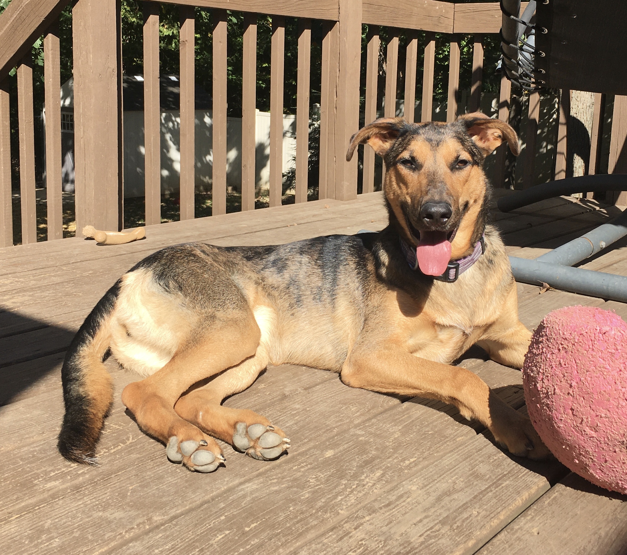 Lizzie, an adoptable German Shepherd Dog, Australian Shepherd in Peoria, IL, 61614 | Photo Image 3