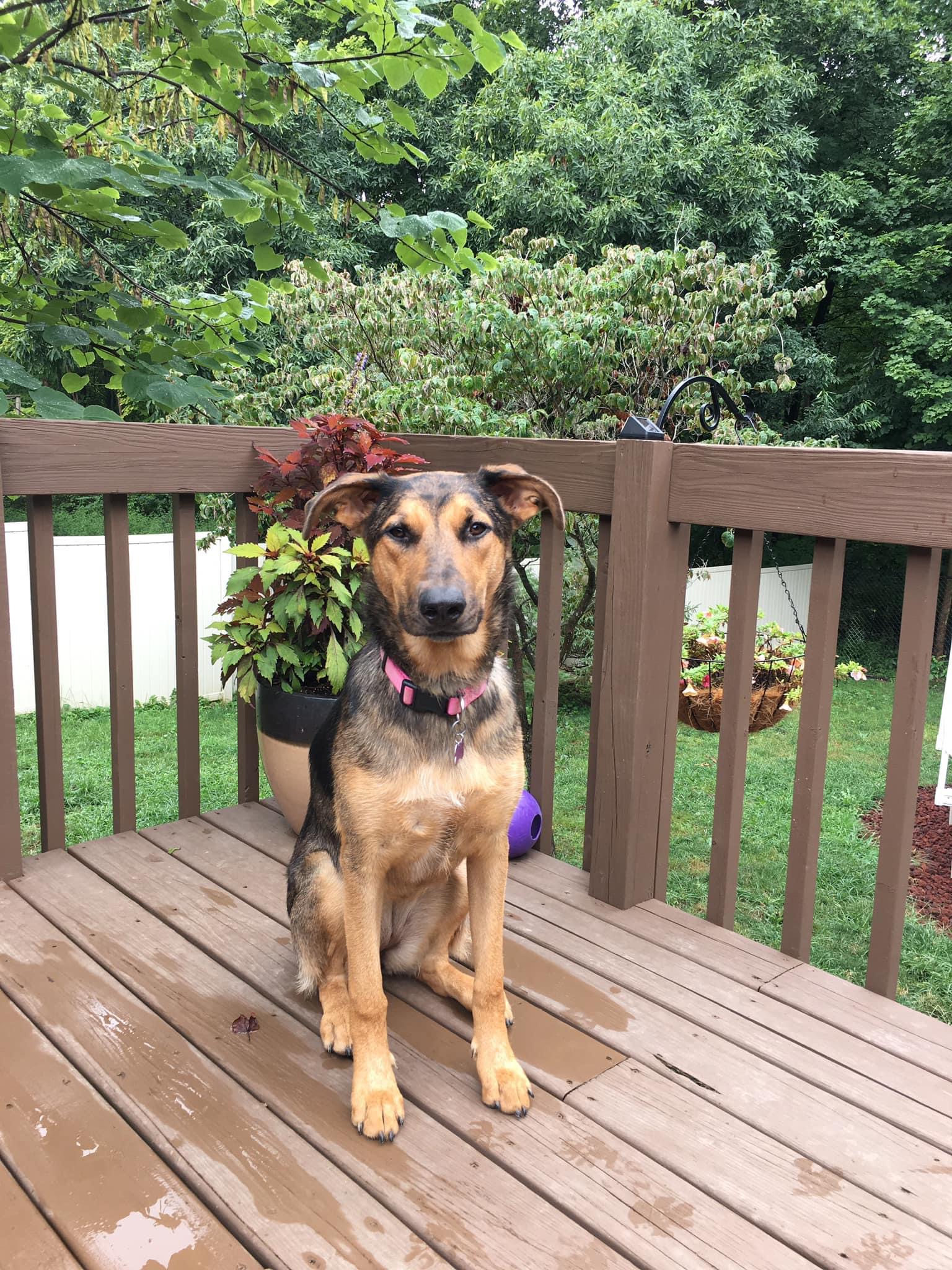 Lizzie, an adoptable German Shepherd Dog, Australian Shepherd in Peoria, IL, 61614 | Photo Image 4