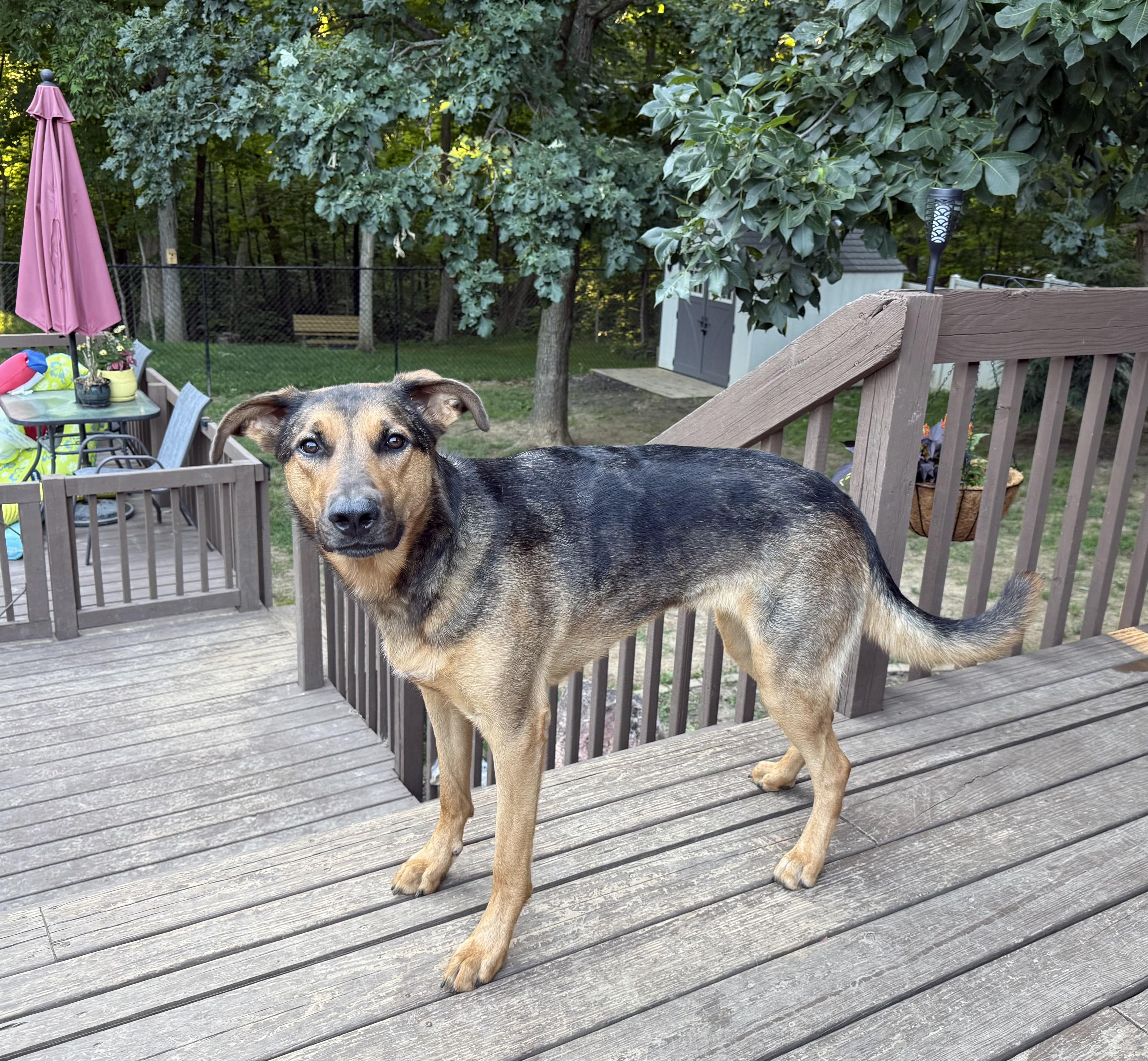 Lizzie, an adoptable German Shepherd Dog, Australian Shepherd in Peoria, IL, 61614 | Photo Image 1