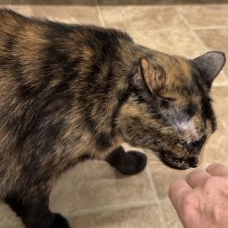 Lily, Adoptable, Senior Female Domestic Short Hair.