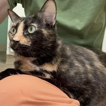 Lily, a Adoptable Domestic Short Hair in Colorado Springs, CO image 2/3