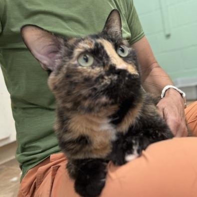 Lily, a Adoptable Domestic Short Hair in Colorado Springs, CO image 3/3