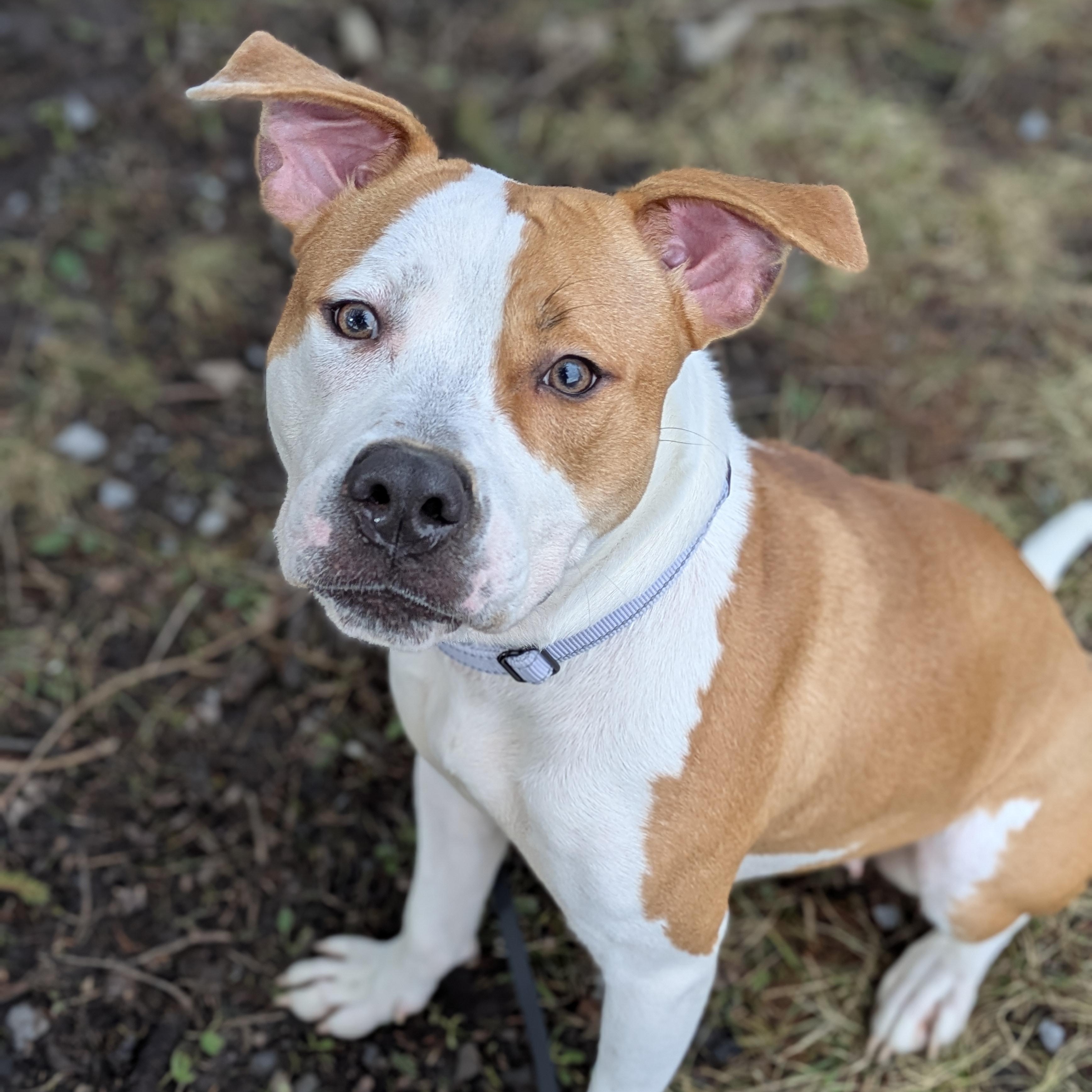 Athena, an adoption pending mixed breed in Syracuse, NY image 2/2