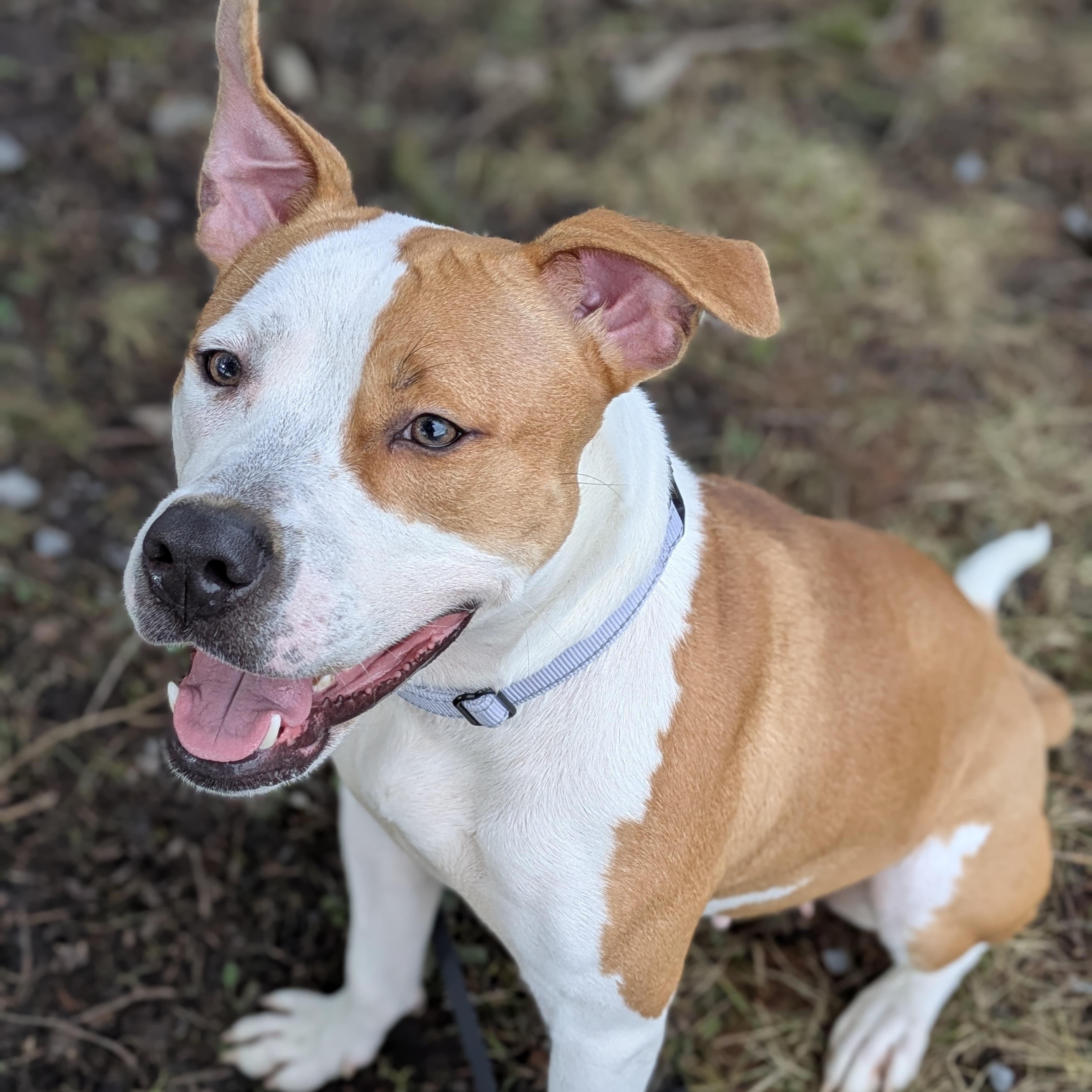 Athena, an adoption pending mixed breed in Syracuse, NY image 1/2