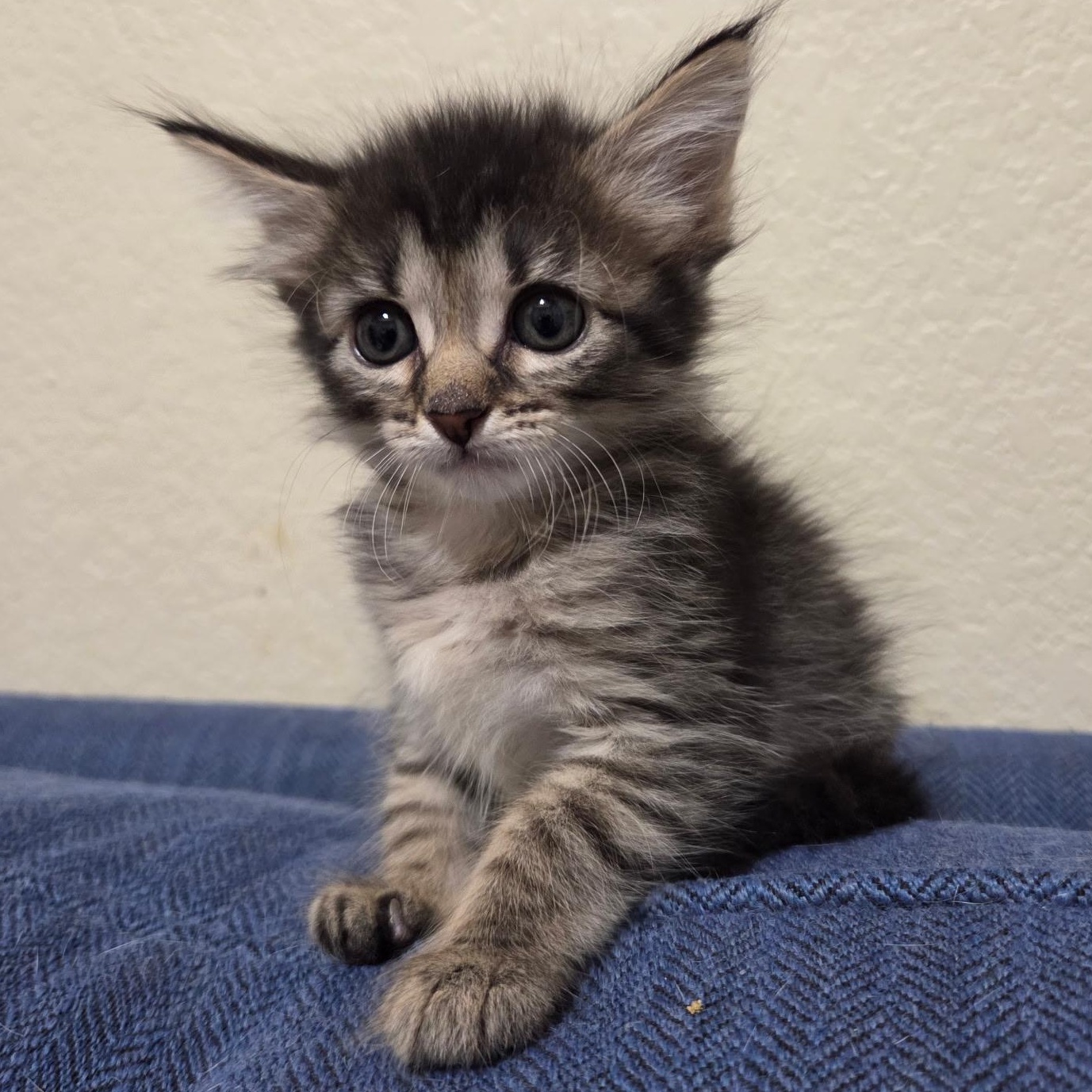 Enlarge June, a Adopted mixed breed in Bulverde, TX image 2/5