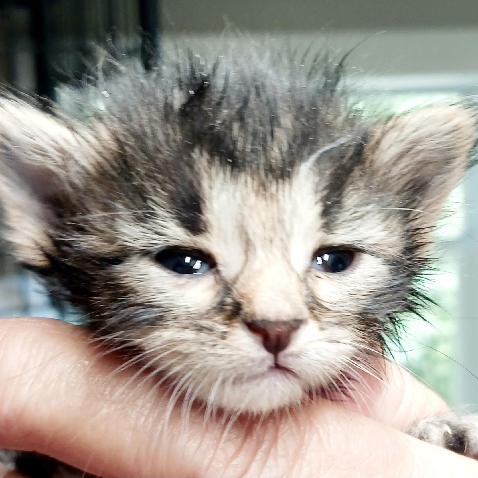 Enlarge June, a Adopted mixed breed in Bulverde, TX image 5/5