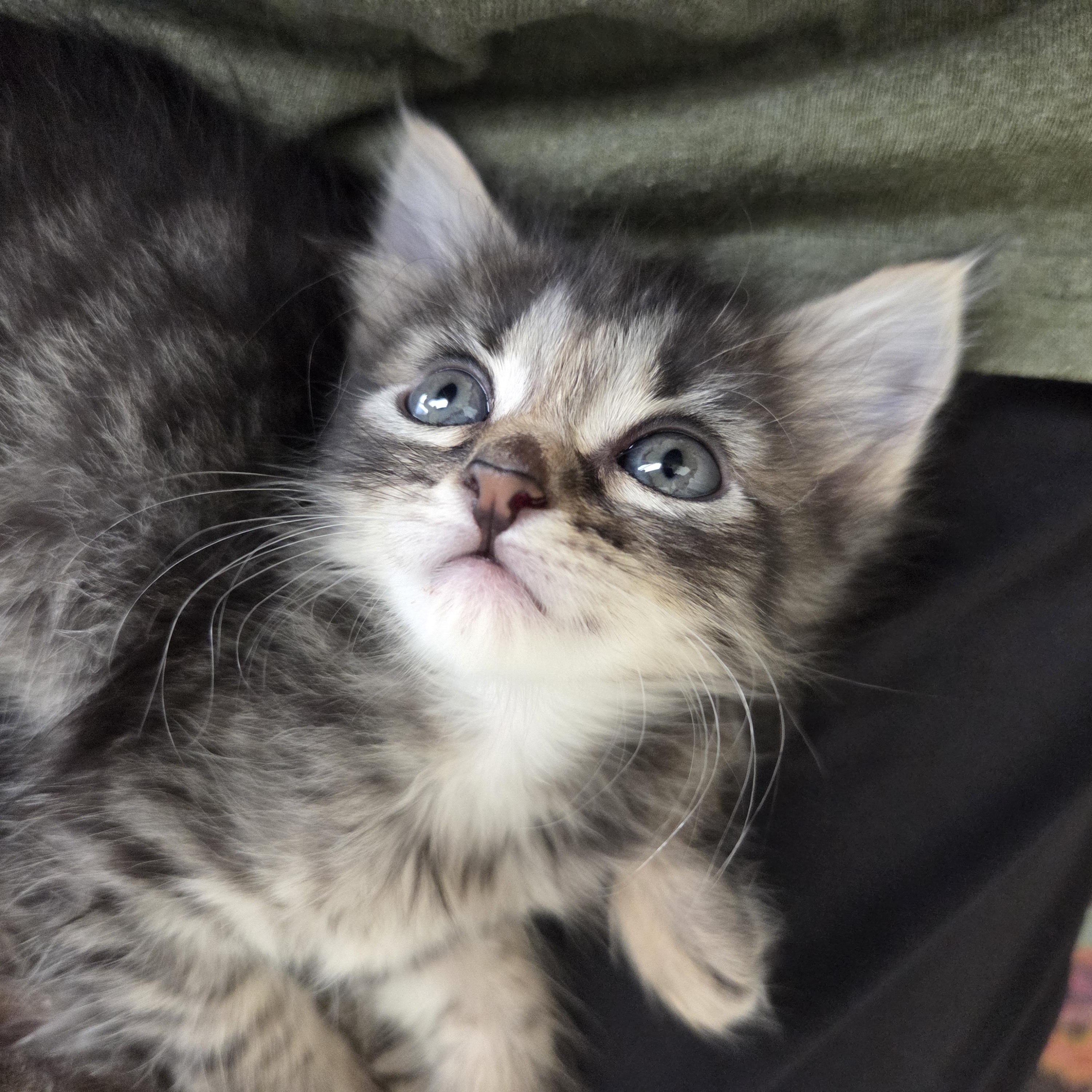 June, Adopted, Kitten Female Domestic Short Hair.