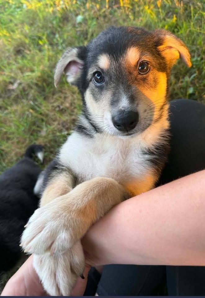 Enlarge Cash, a Adoptable German Shepherd Dog in Suamico, WI image 1/2
