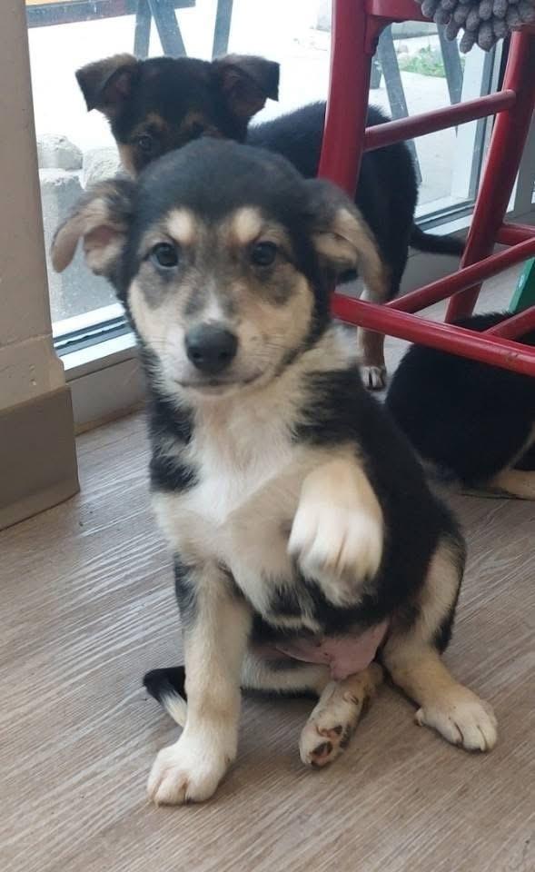 Enlarge Cash, a Adoptable German Shepherd Dog in Suamico, WI image 2/2