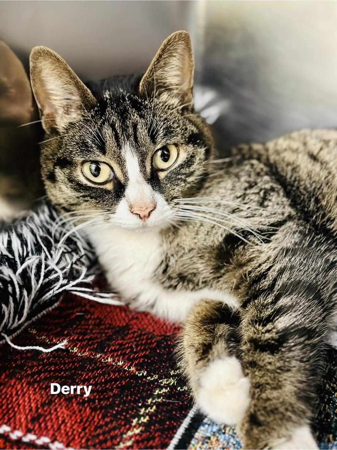 Derry, adopted, Adult Female Tabby & Domestic Short Hair.