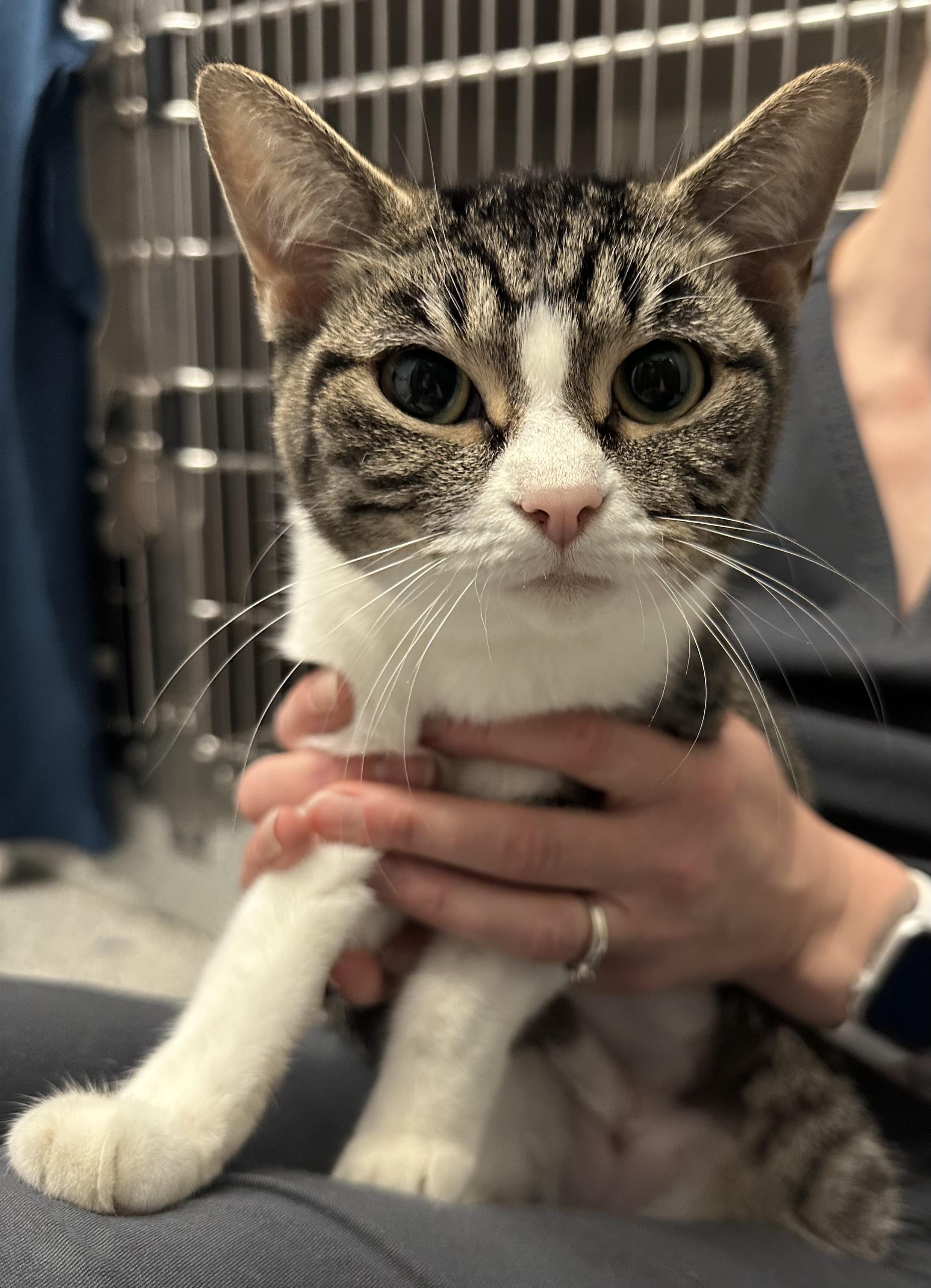 Enlarge June, a Adoptable Domestic Short Hair in Grand Rapids, MI image 2/2
