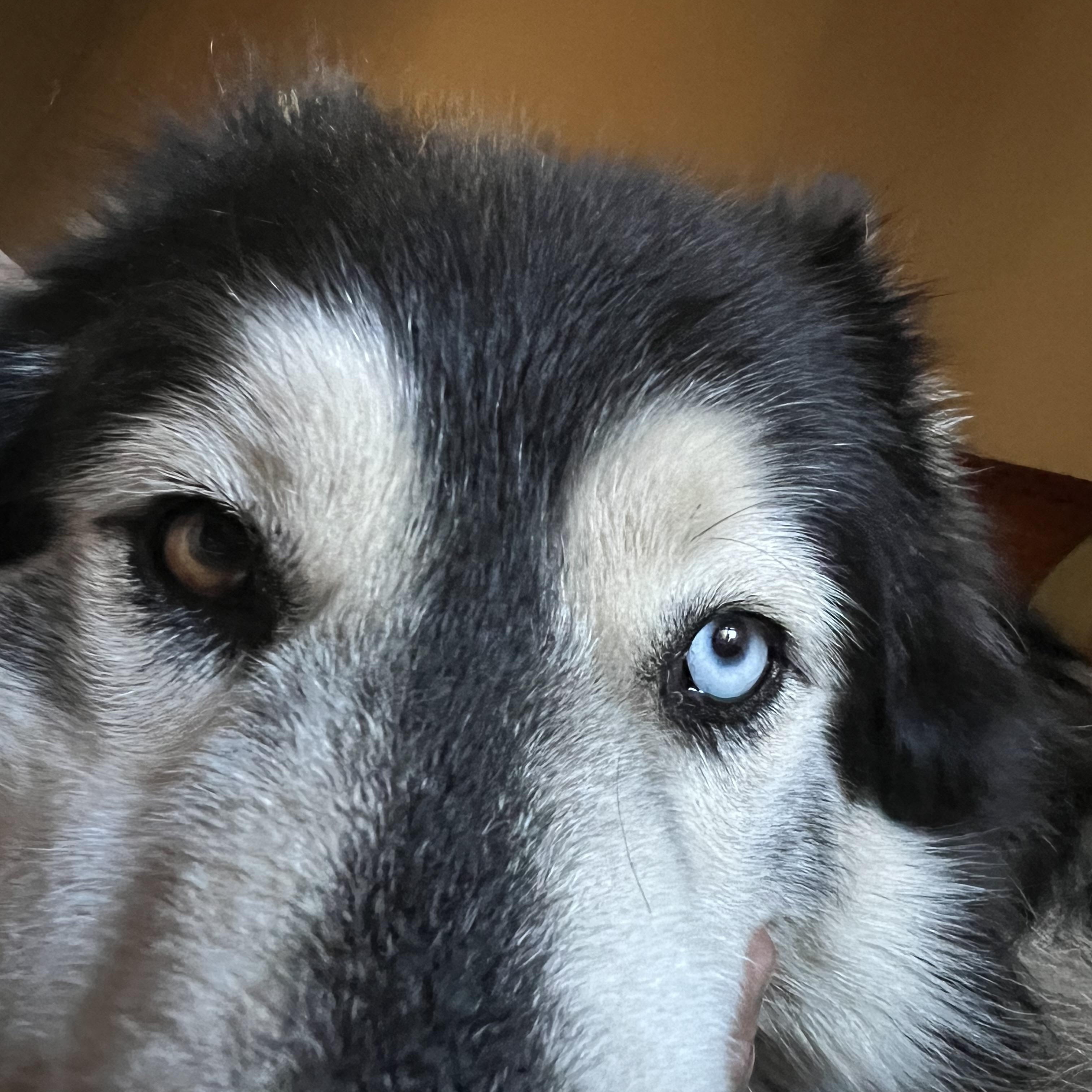 Courtesy Post - Sica, ADOPTABLE, Adult Female Siberian Husky.