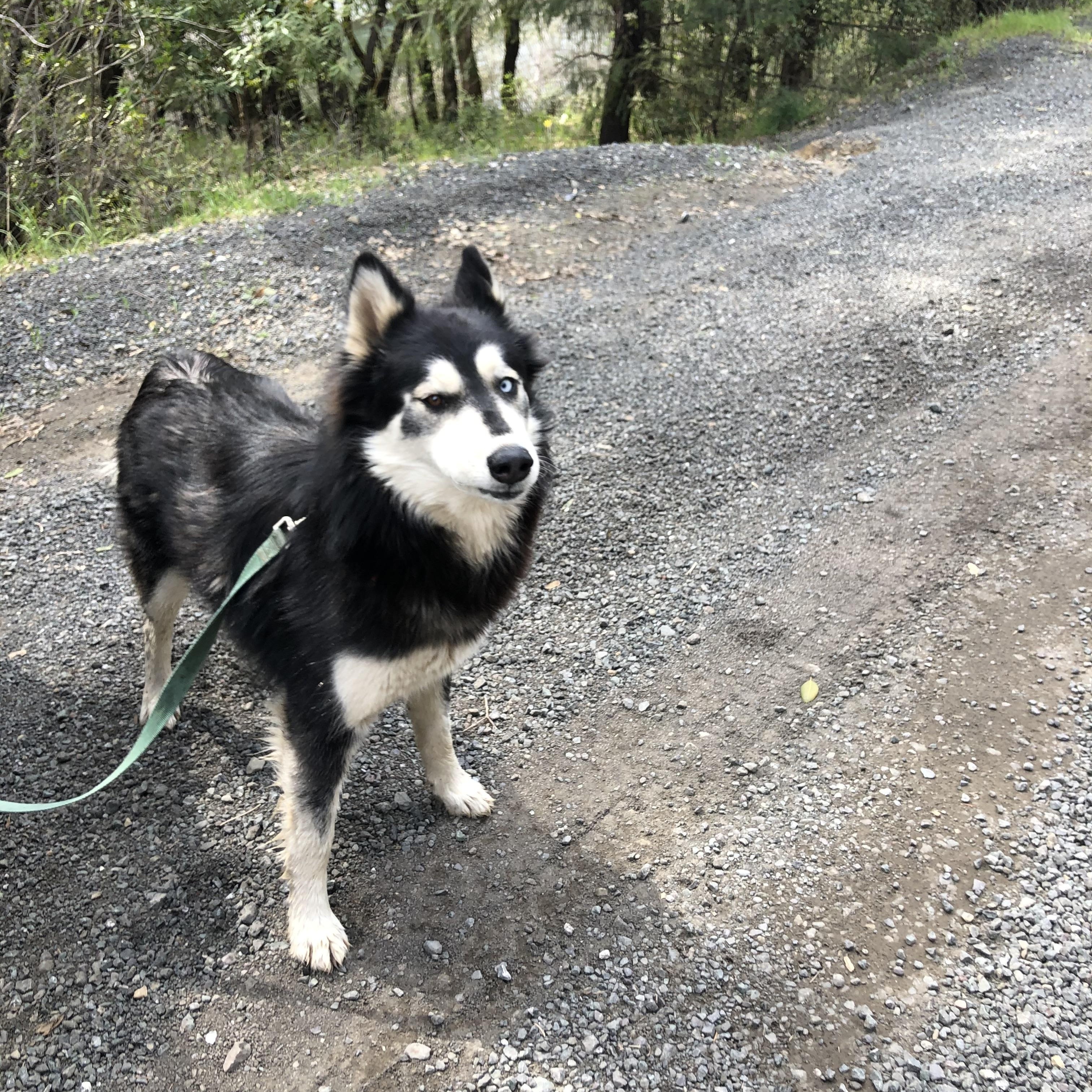 Courtesy Post - Sica, a ADOPTABLE Siberian Husky in Willits , CA image 3/5