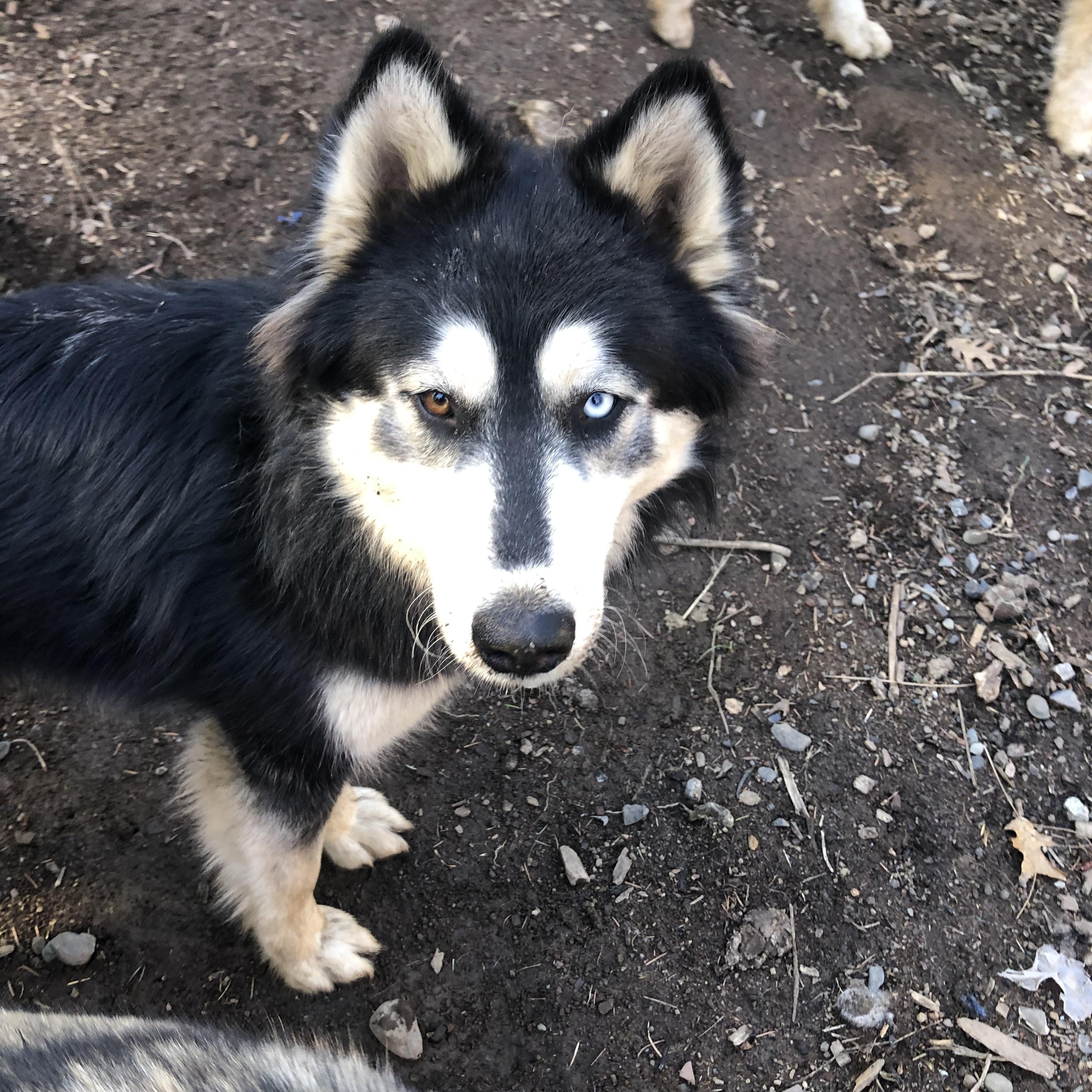Courtesy Post - Sica, a ADOPTABLE Siberian Husky in Willits , CA image 4/5