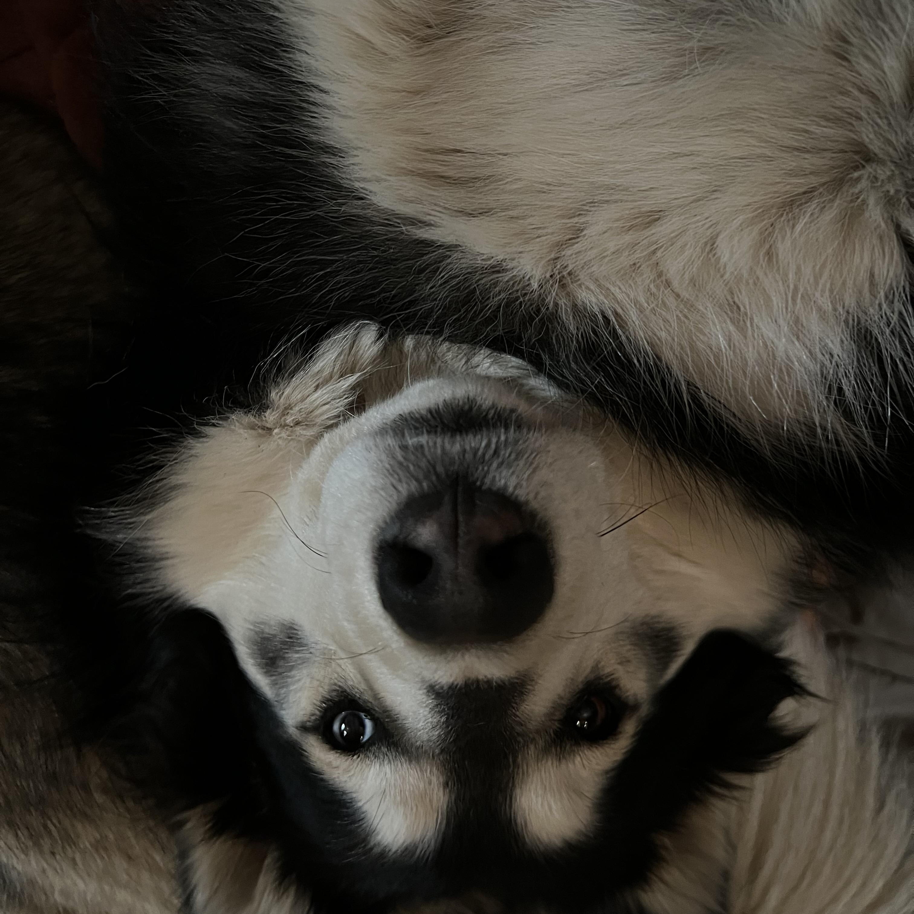 Courtesy Post - Sica, a ADOPTABLE Siberian Husky in Willits , CA image 2/5