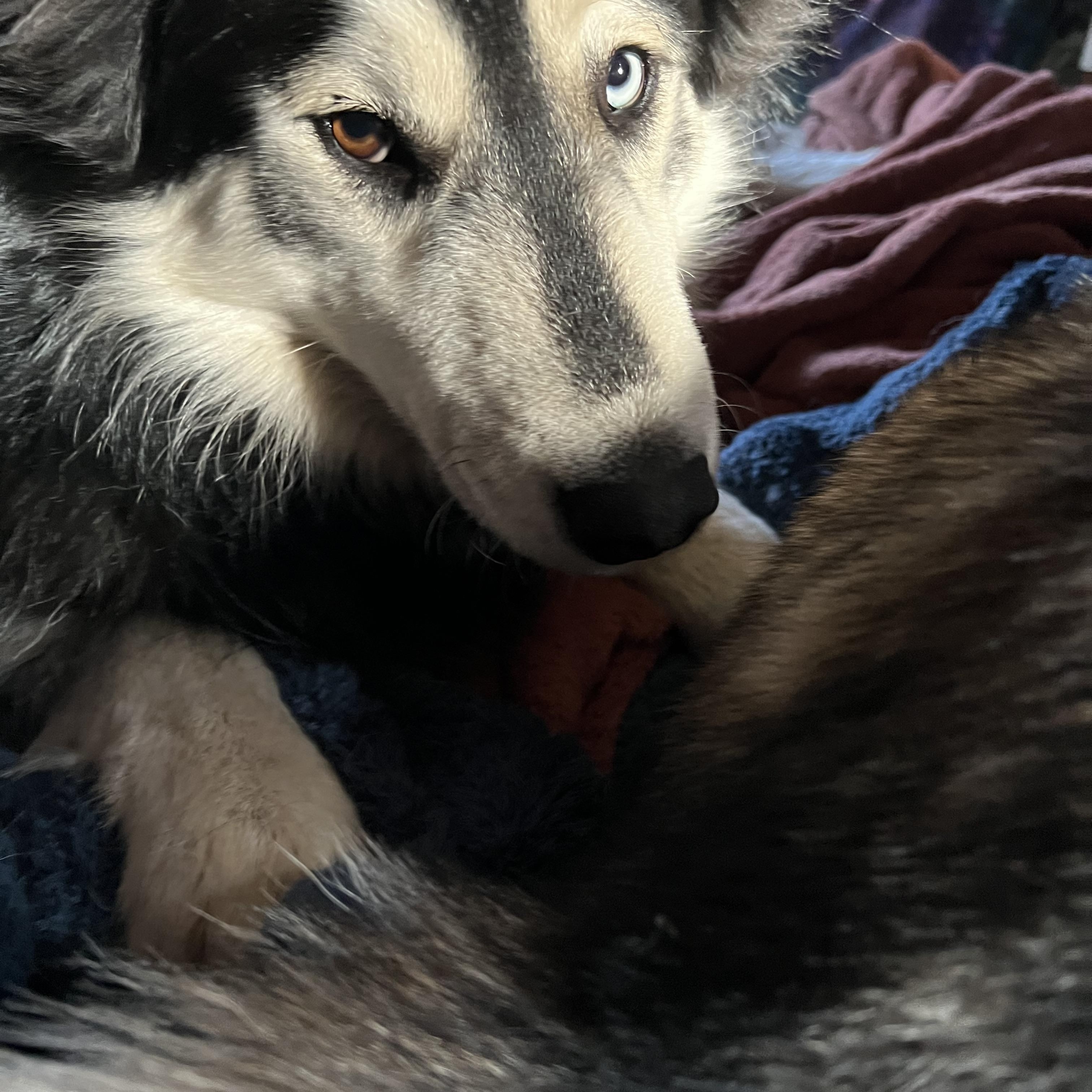 Courtesy Post - Sica, a ADOPTABLE Siberian Husky in Willits , CA image 5/5