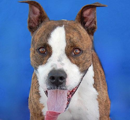 BRASS, Adoptable, Adult Male Pit Bull Terrier.