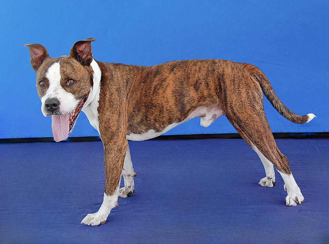 Enlarge BRASS, a Adoptable Pit Bull Terrier in Pasadena, CA image 2/3