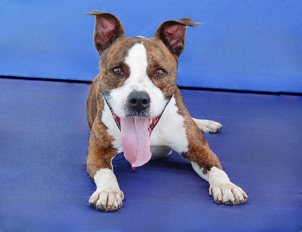 Enlarge BRASS, a Adoptable Pit Bull Terrier in Pasadena, CA image 3/3