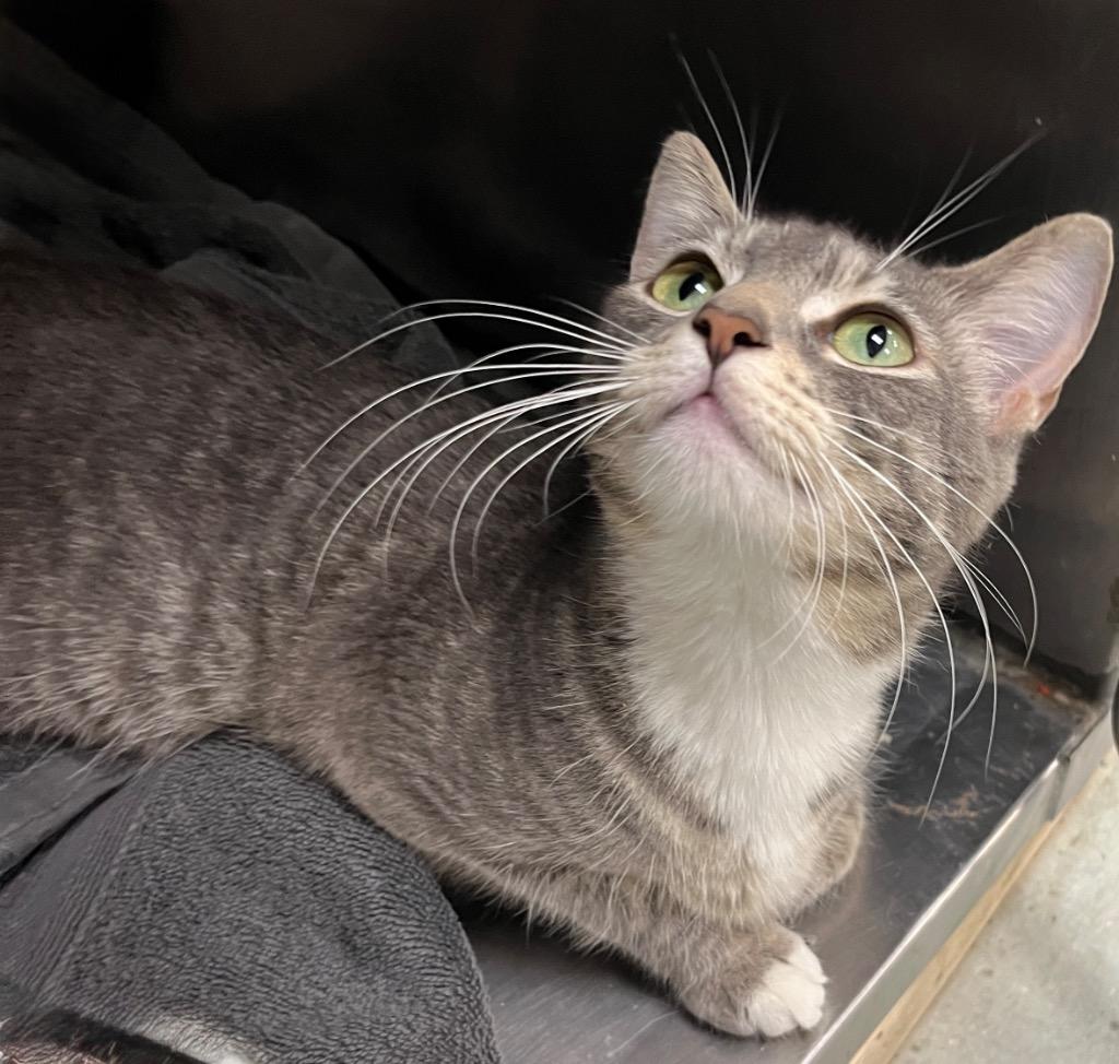 Enlarge North, a Adoptable mixed breed in Little Rock, AR image 1/1