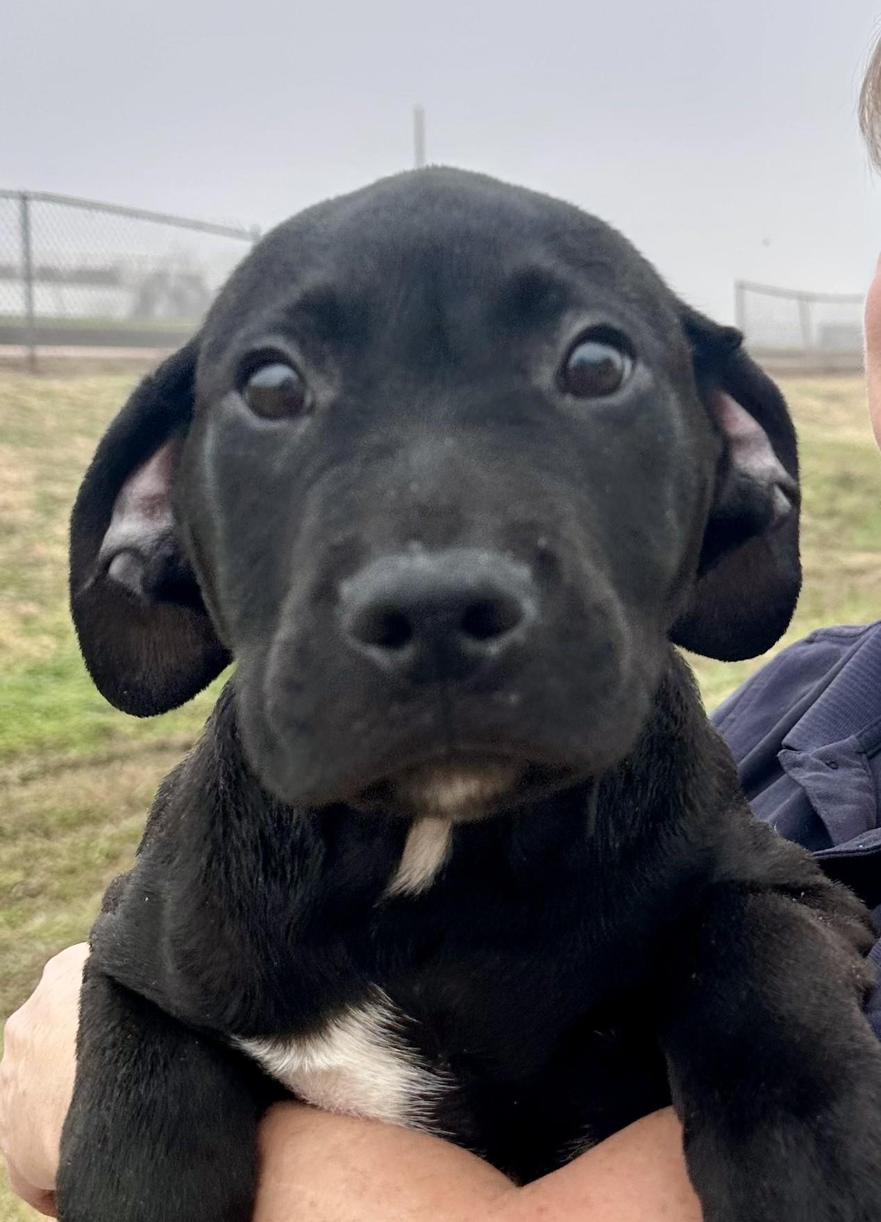 Bright - Tagged4Rescue, Adoptable, Young Male Mixed Breed.