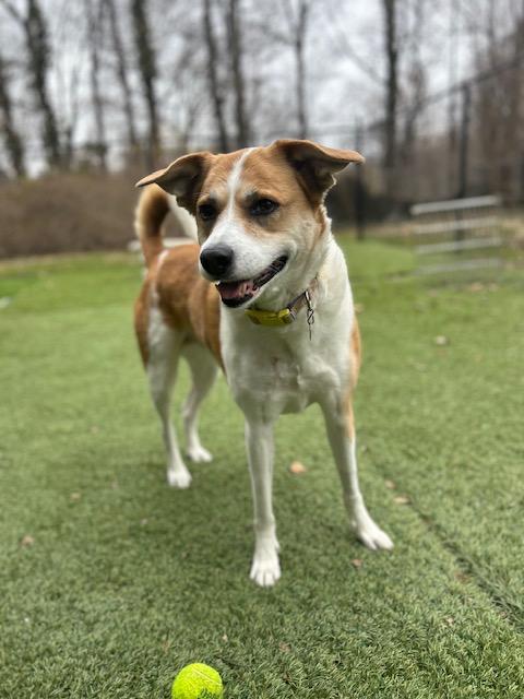 Penny, Adoptable, Senior Female Shepherd.