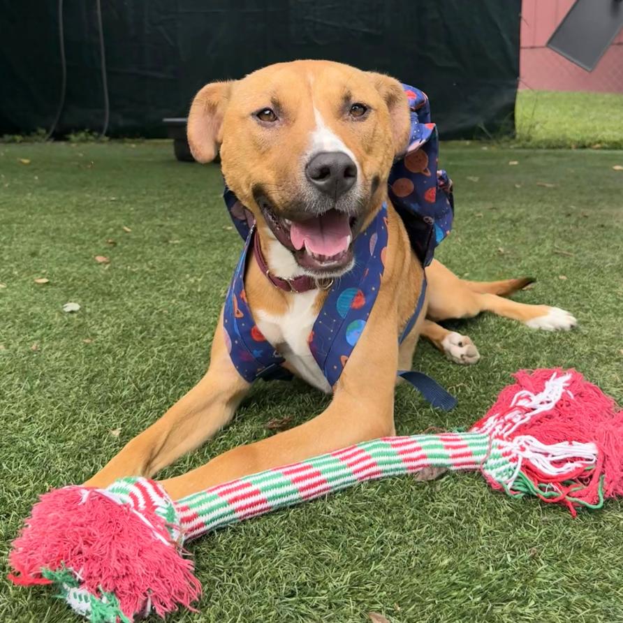 Winnie (Winifred), Adoptable, Adult Female Mixed Breed.