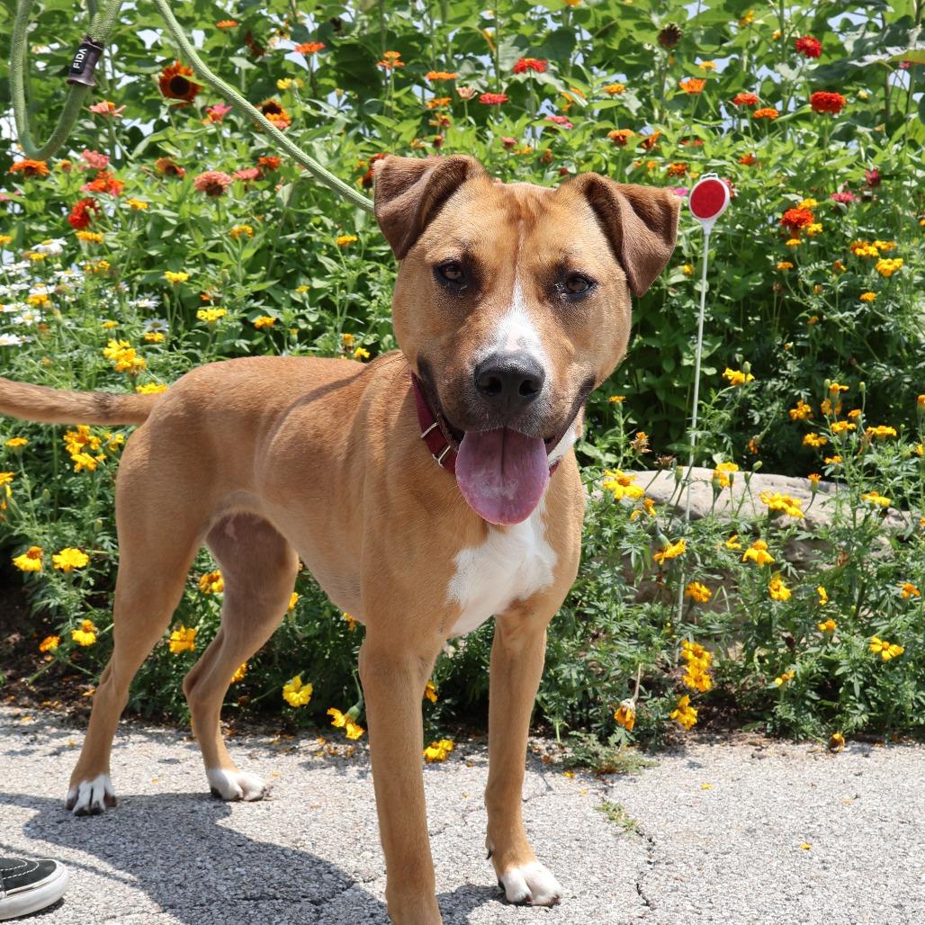 Winifred, Adoptable, Adult Female Mixed Breed.