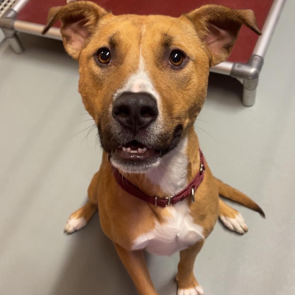 Enlarge Winnie (Winifred), a Adoptable Mixed Breed in Saint Charles, MO image 3/6