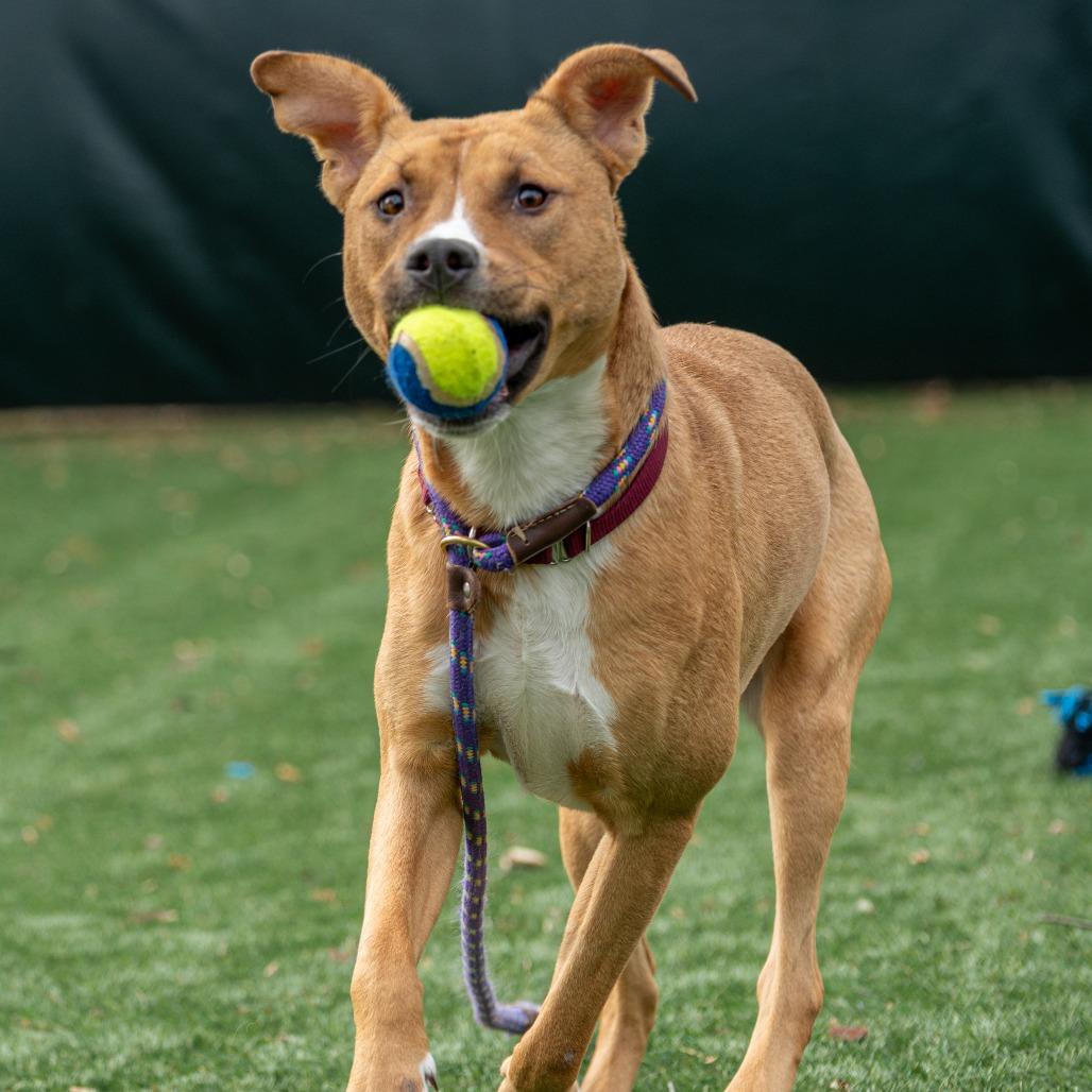 Winifred, Adoptable, Young Female Mixed Breed.