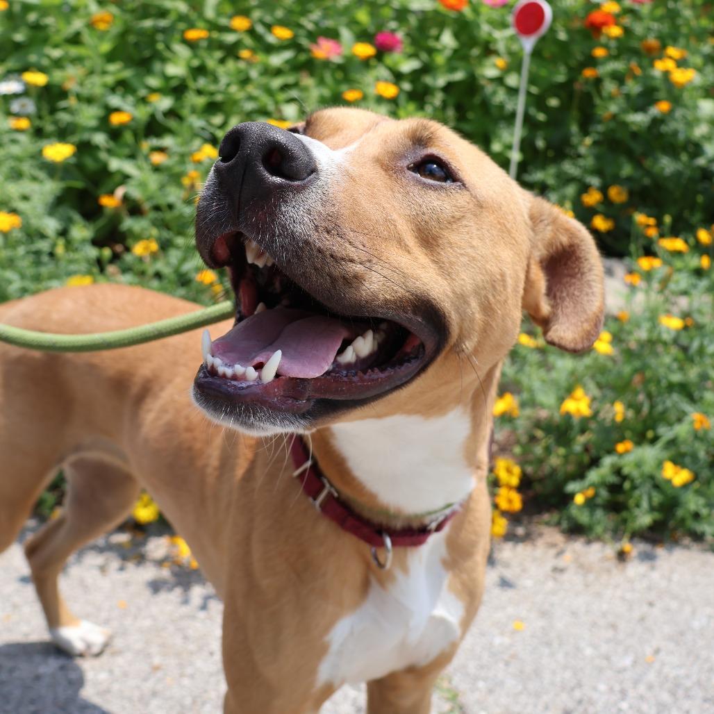 Enlarge Winifred, a Adoptable Mixed Breed in Saint Charles, MO image 3/6