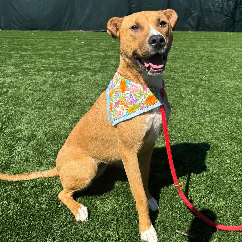 Enlarge Winifred, a Adoptable Mixed Breed in Saint Charles, MO image 2/6