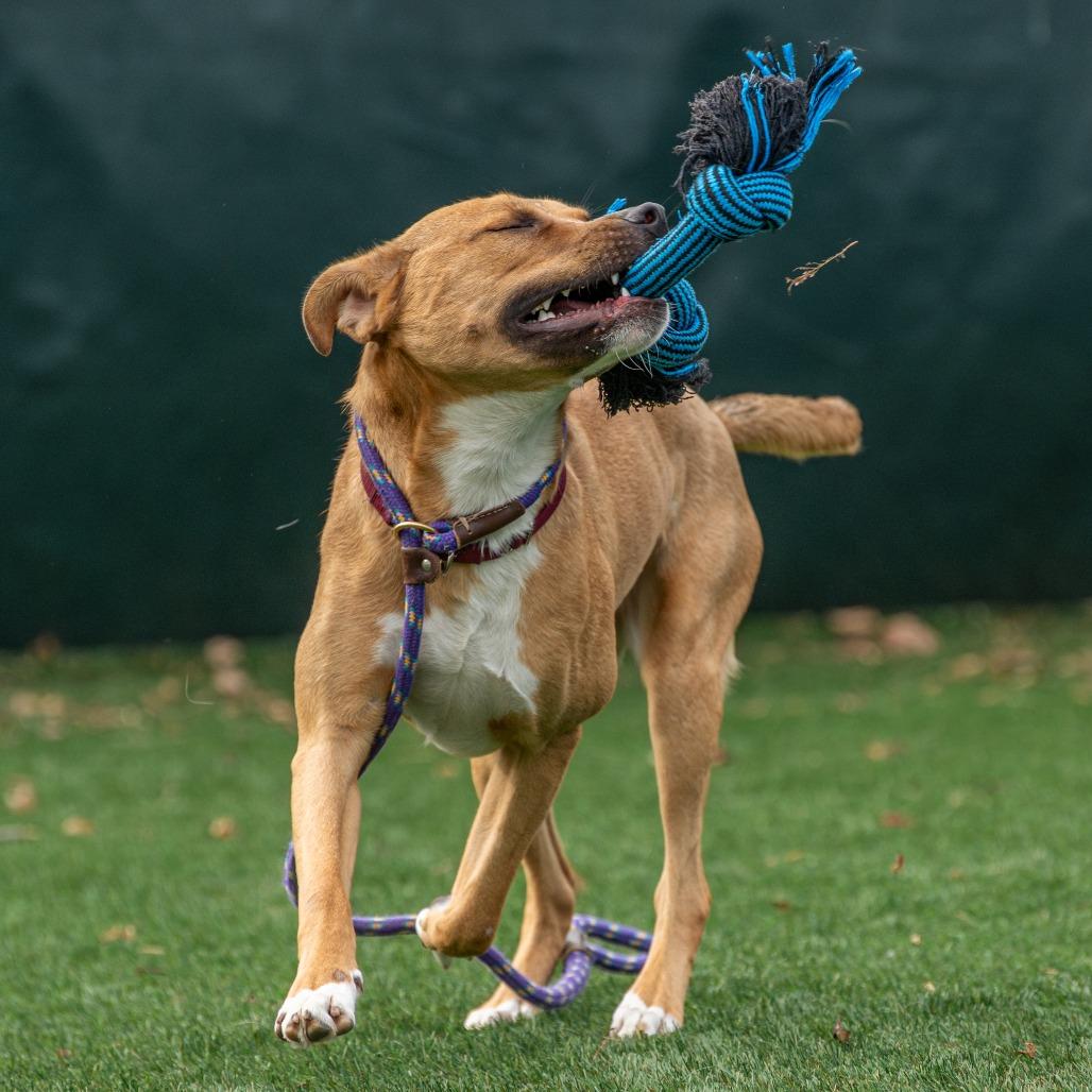 Enlarge Winifred, a Adoptable Mixed Breed in Saint Charles, MO image 3/6