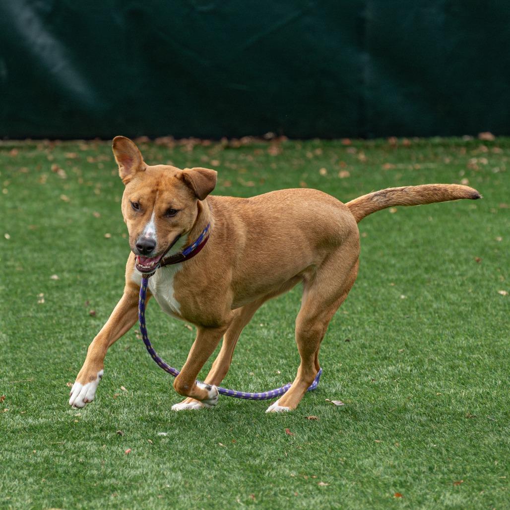 Enlarge Winifred, a Adoptable Mixed Breed in Saint Charles, MO image 4/6
