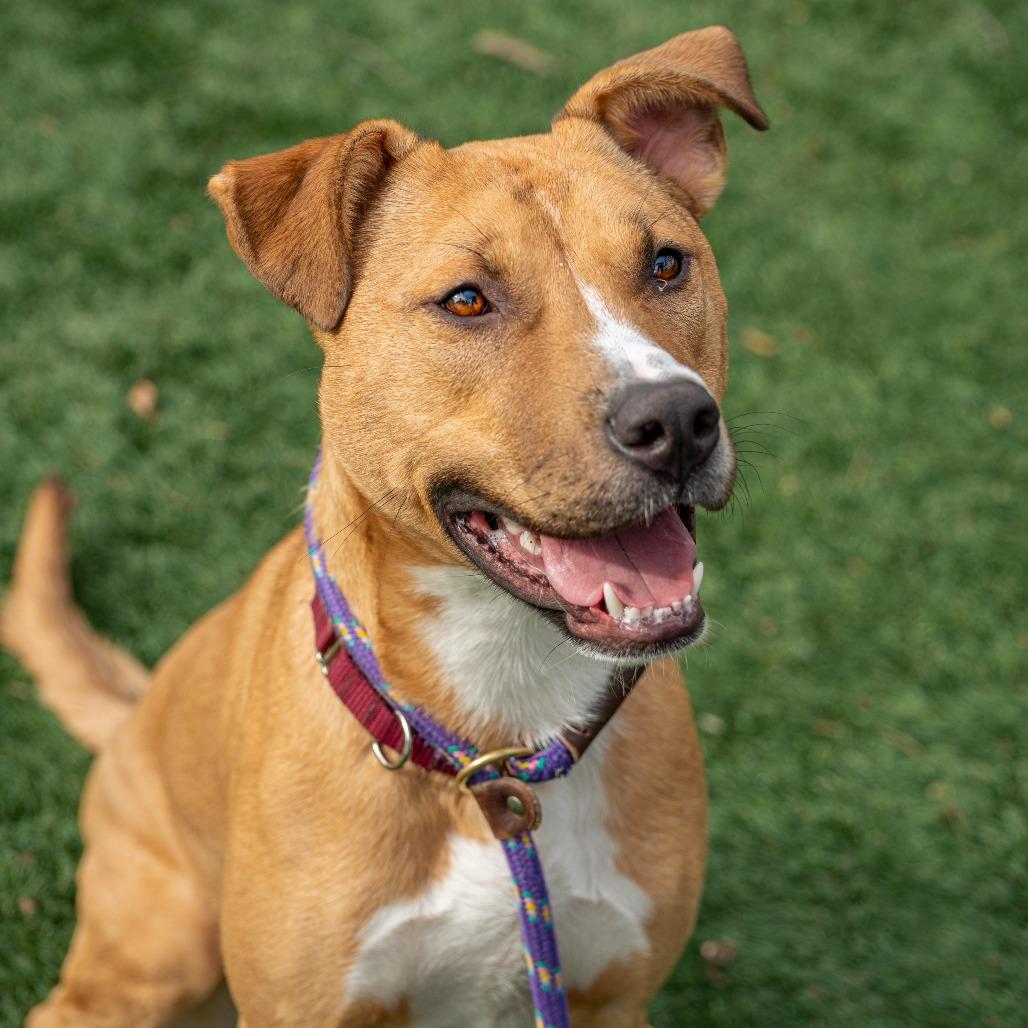 Enlarge Winifred, a Adoptable Mixed Breed in Saint Charles, MO image 5/6
